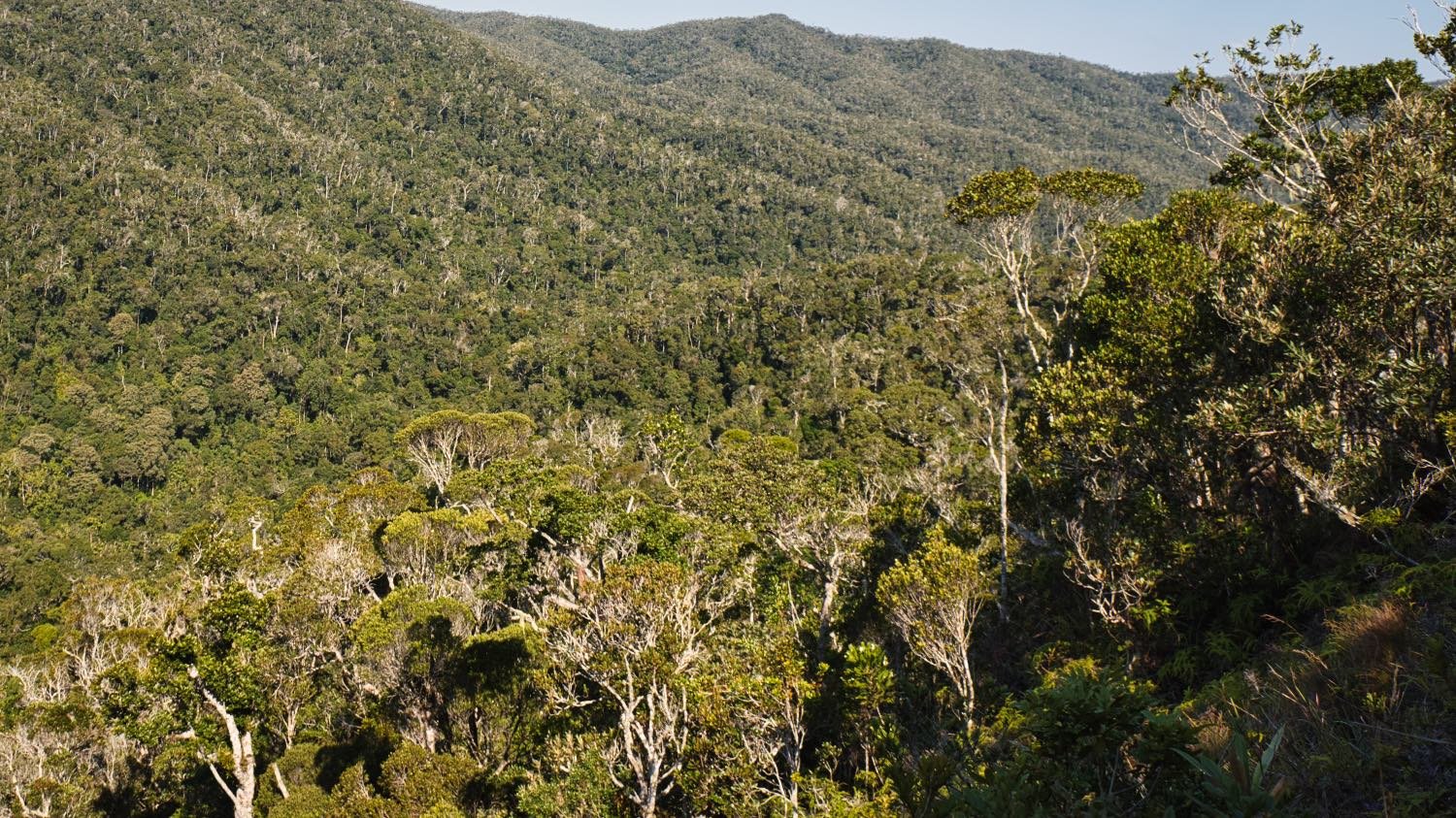 Explore the wilderness of the Maromizaha Reserve