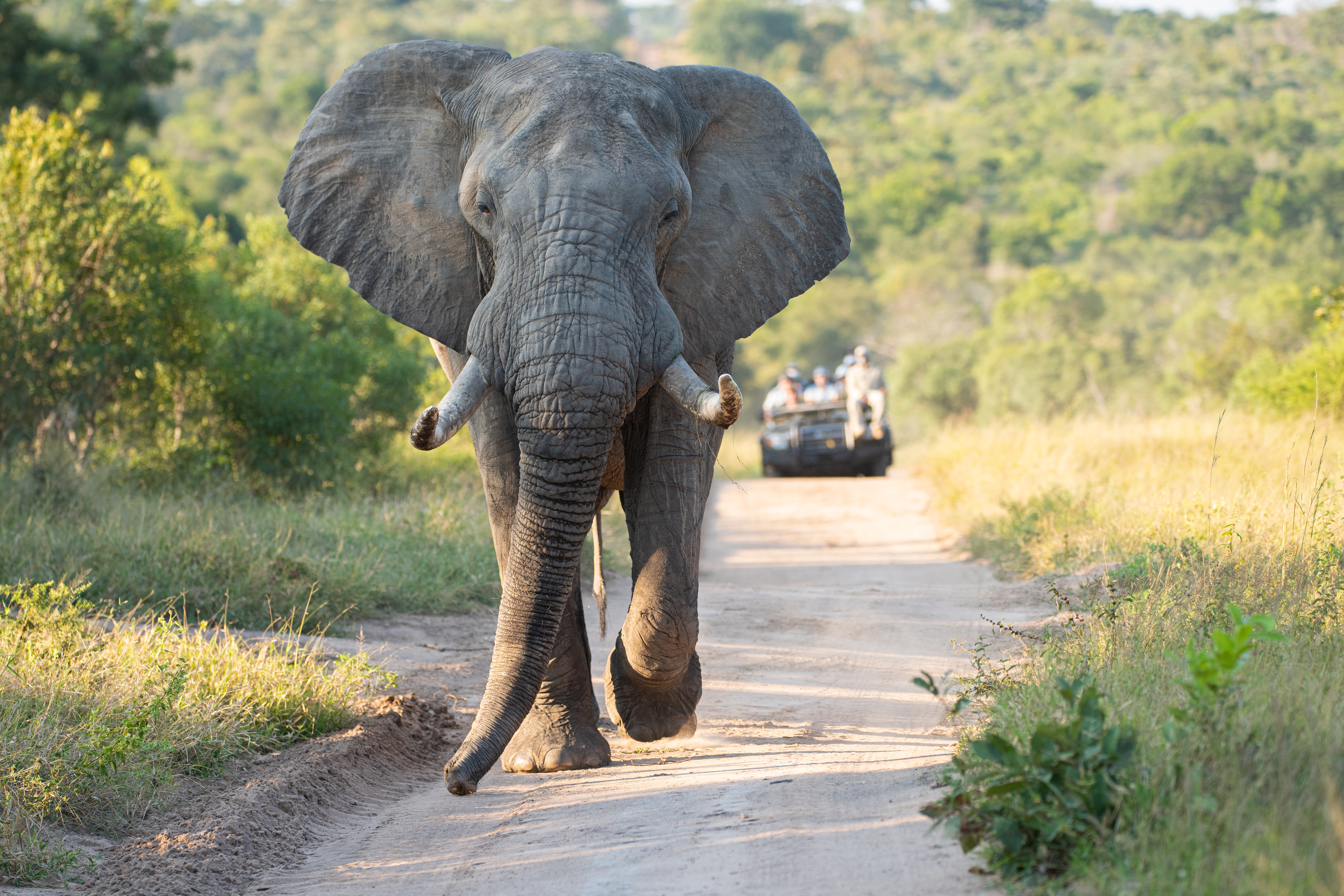 Track wildlife on a game drive in Mossel Bay