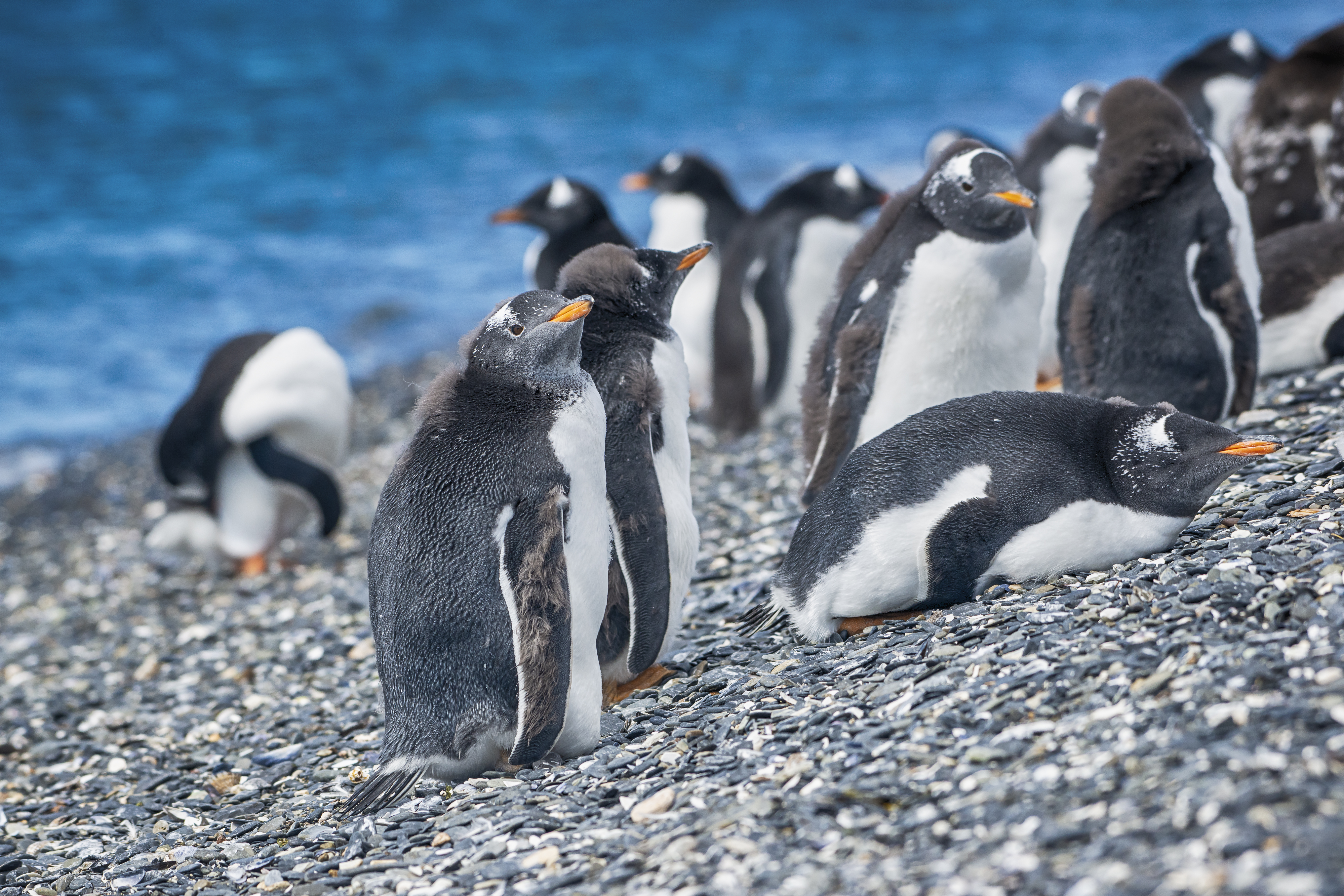 See the penguins of Isla Magdalena in Punta Arenas