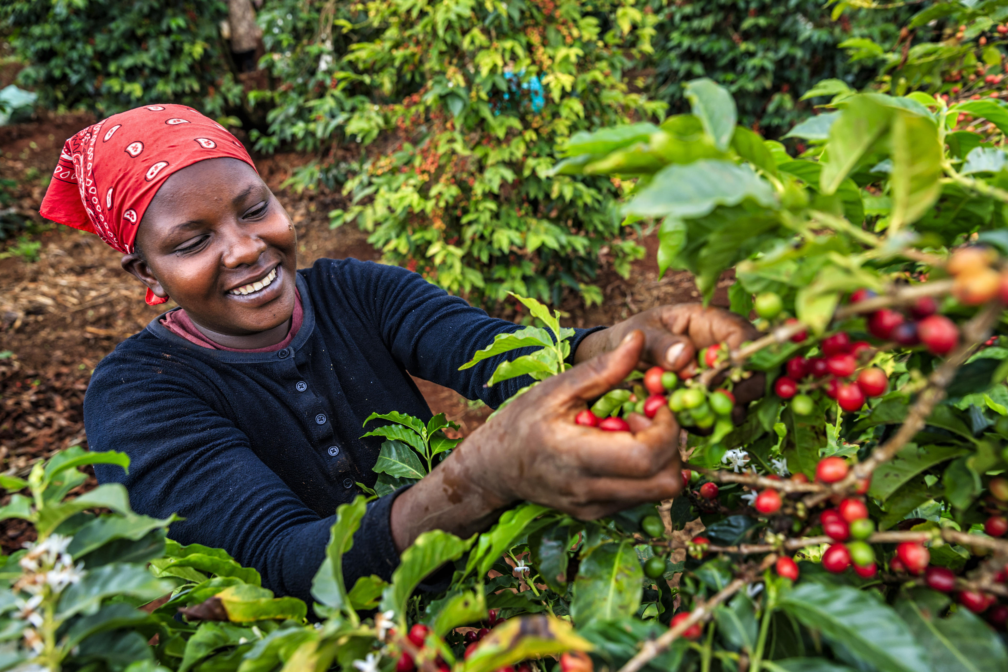 Take a tour of Karunguru Coffee Estate in Nairobi