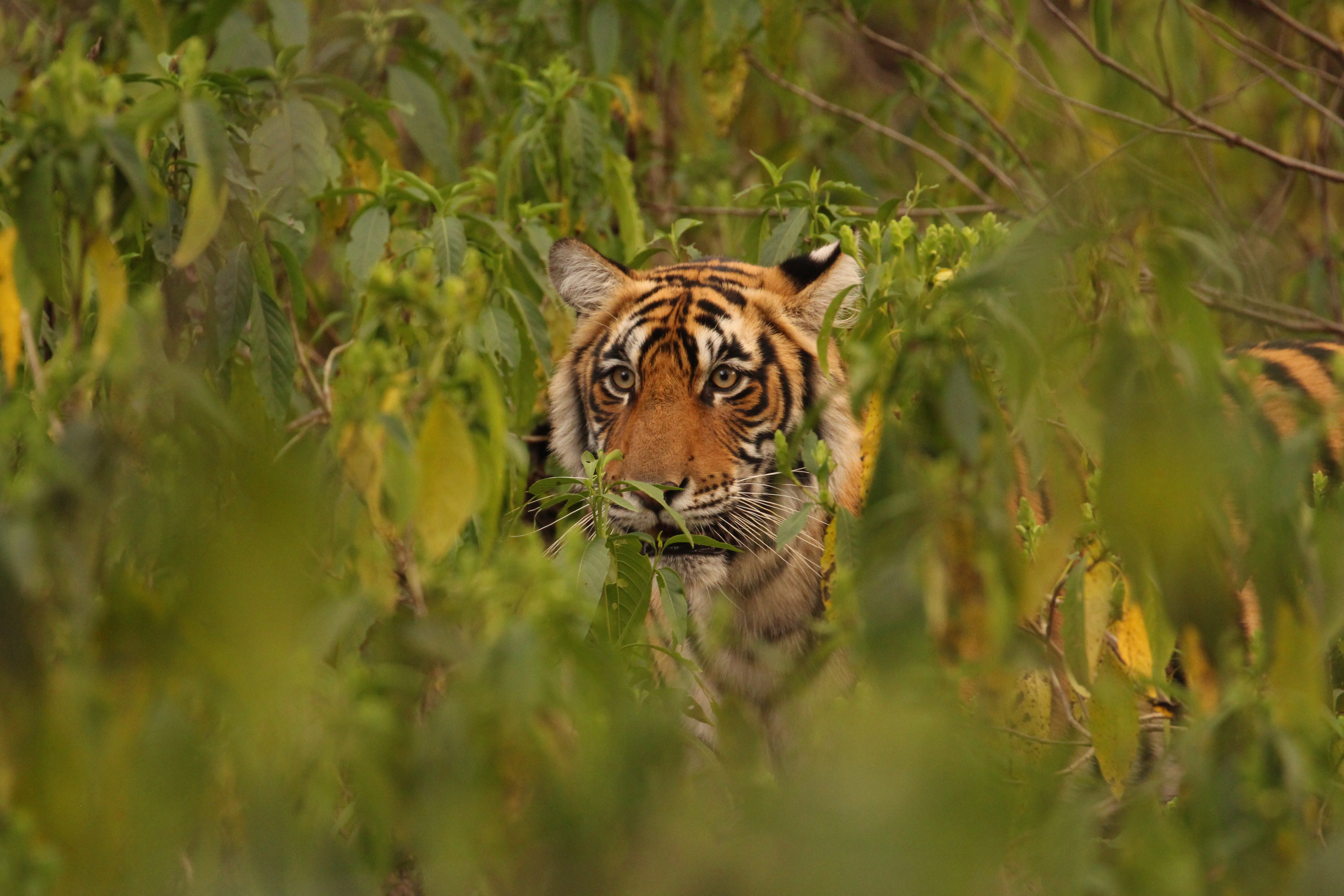 Periyar National Park