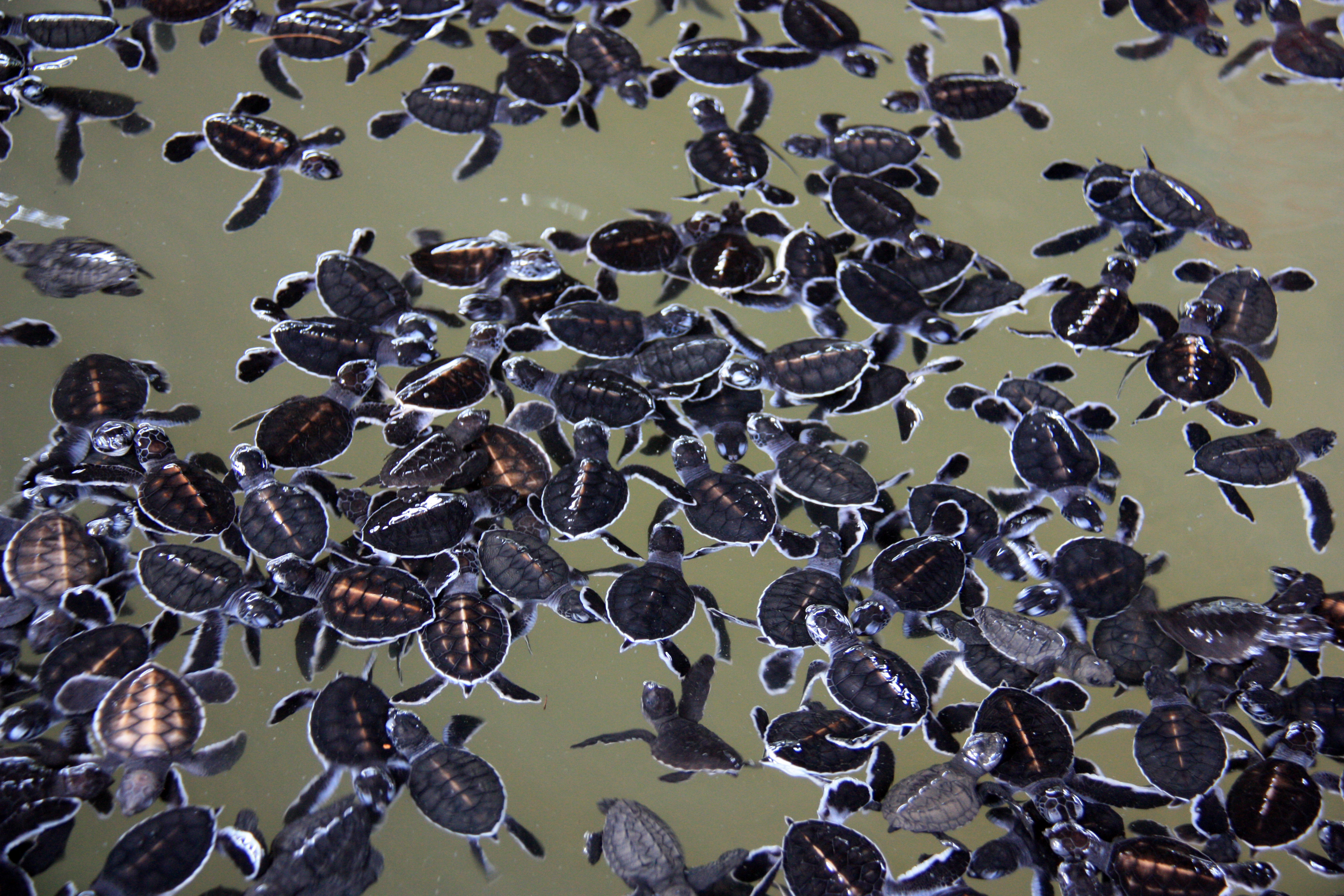 Visit the turtle hatchery in Bentota