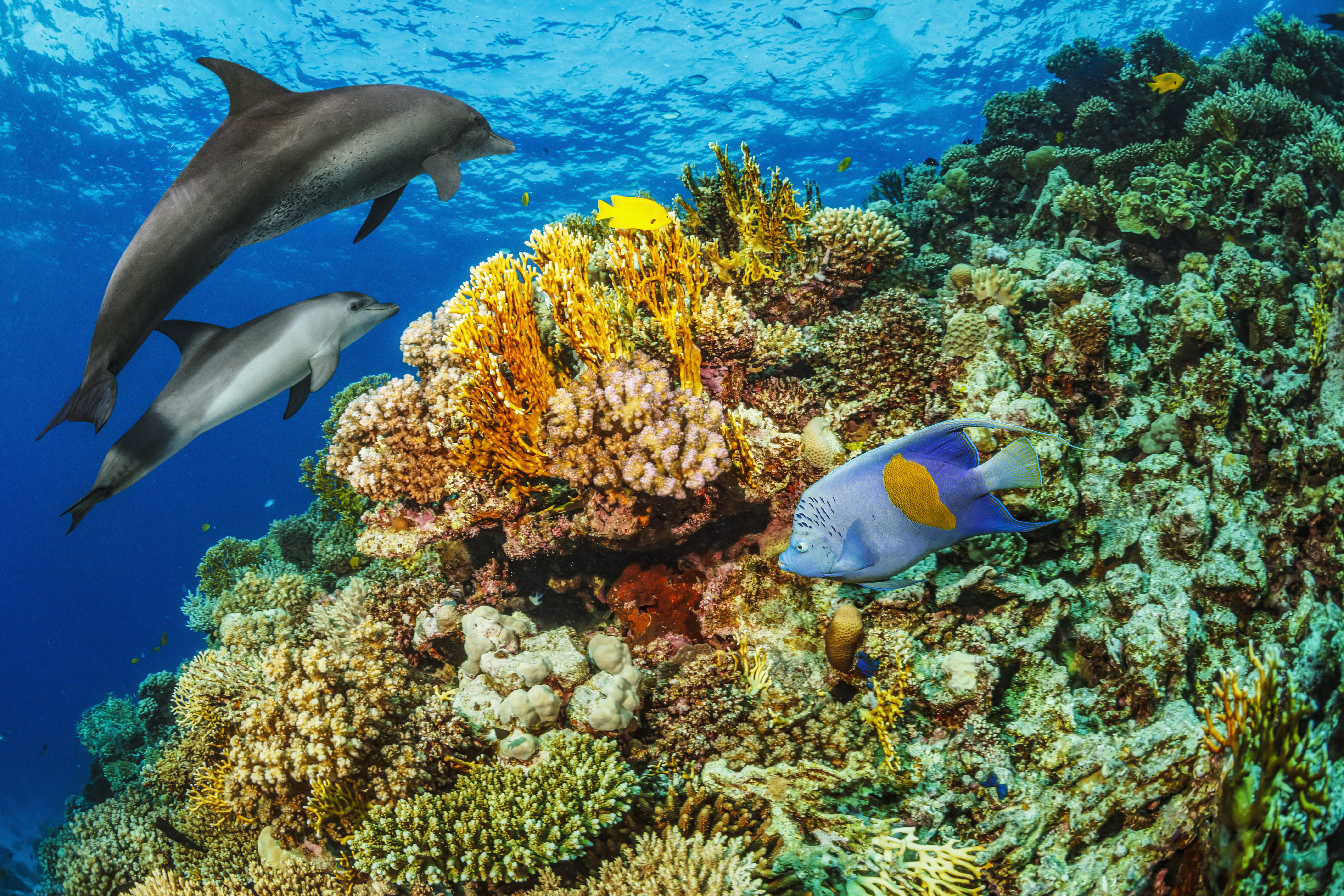 Encounter dolphins & turtles snorkeling in Komodo