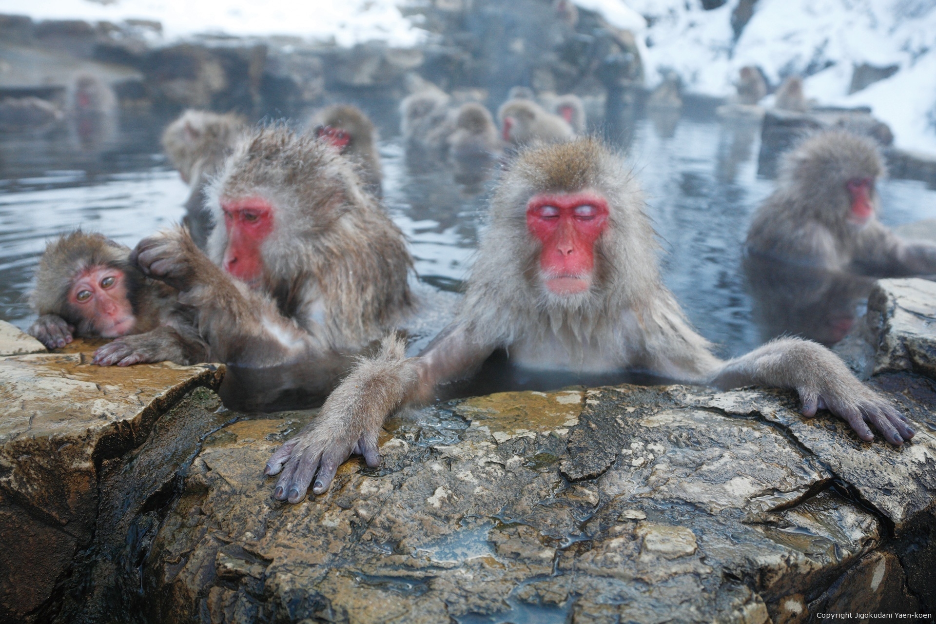 Monkeys hot springs