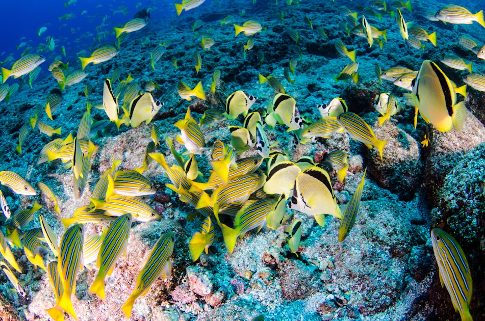 Snorkel in the crystalline water of Manuel Antonio Timbuktu Travel