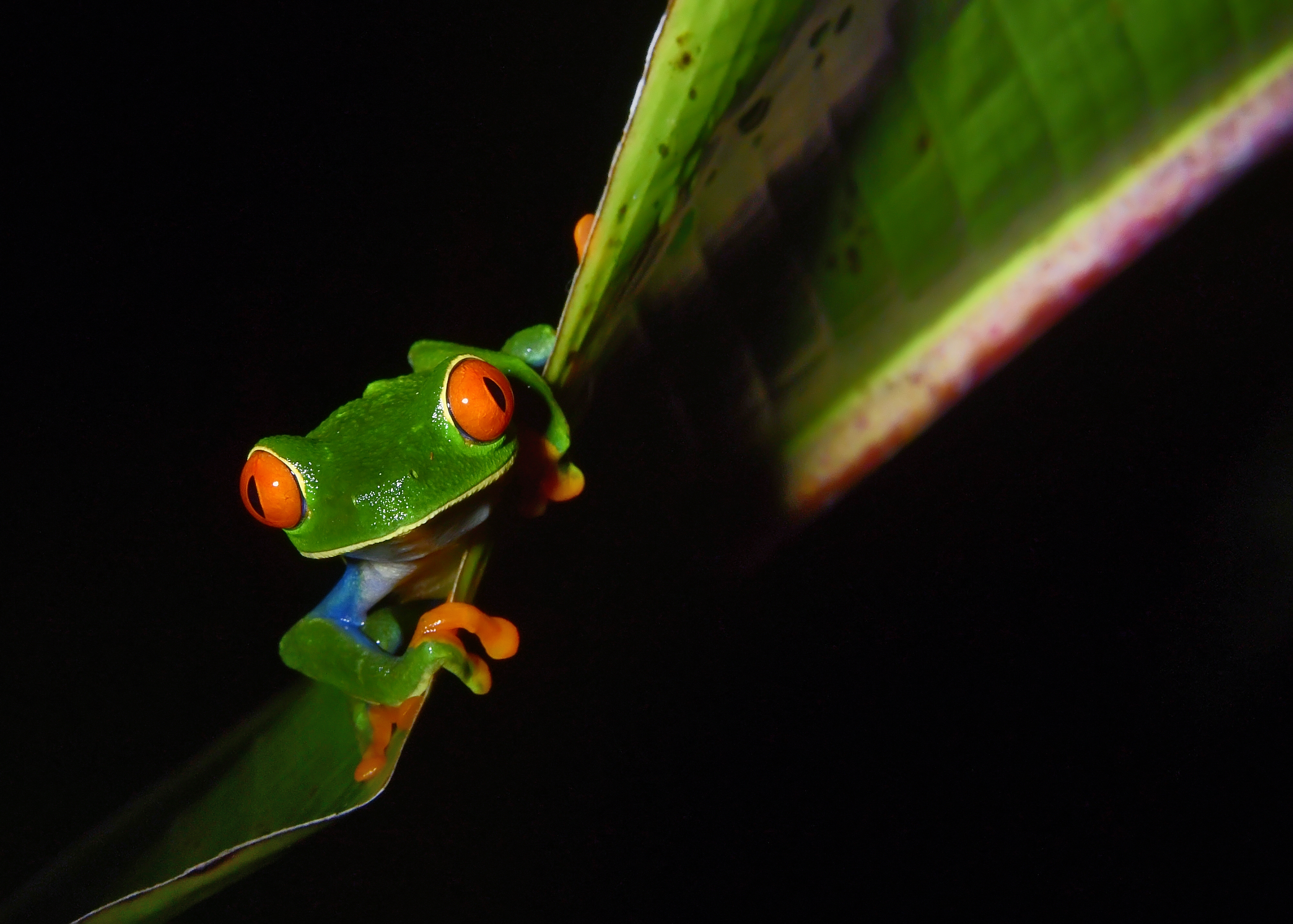 See wildlife on a night walk in Manuel Antonio