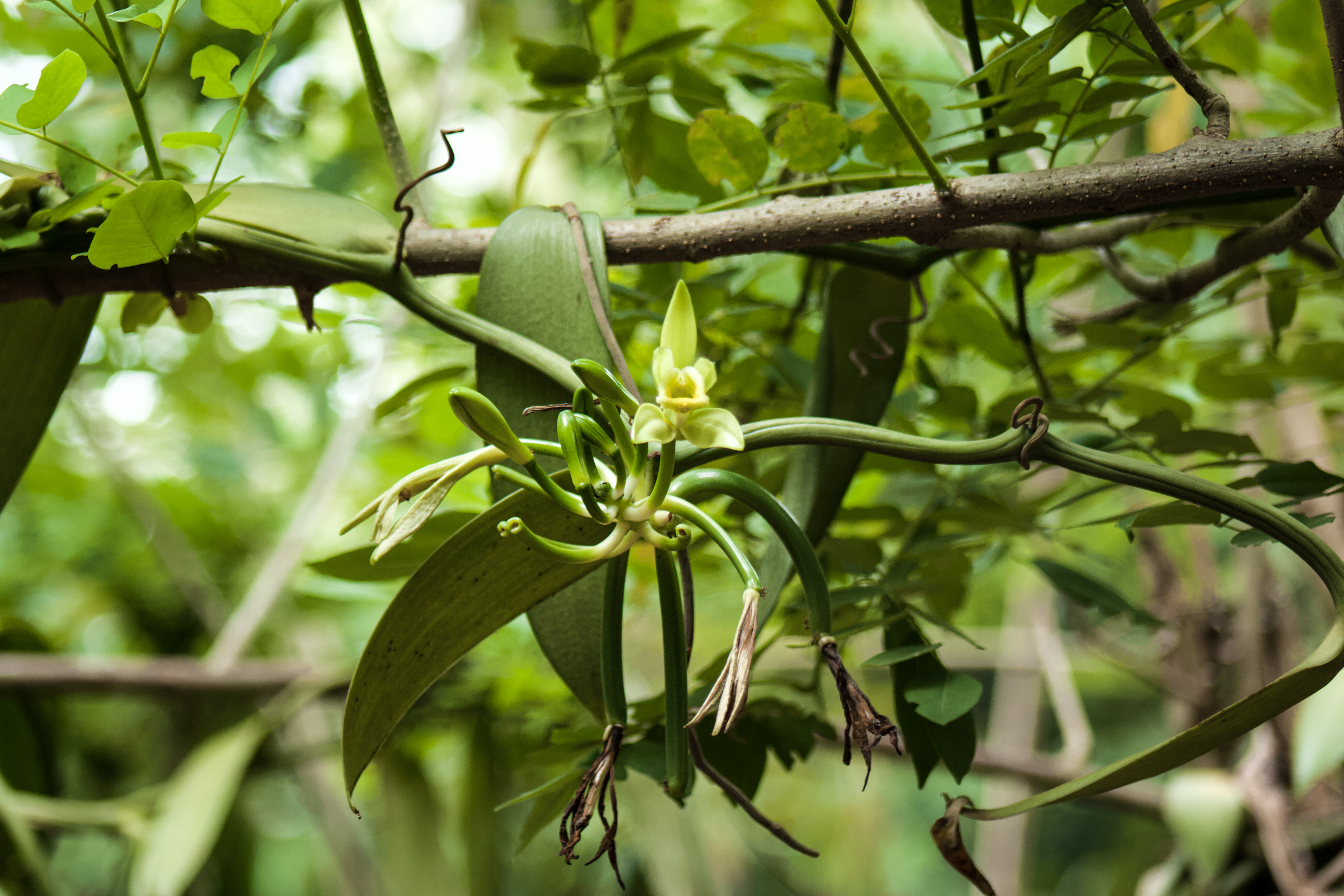 Visit a vanilla farm plantation in Manuel Antonio