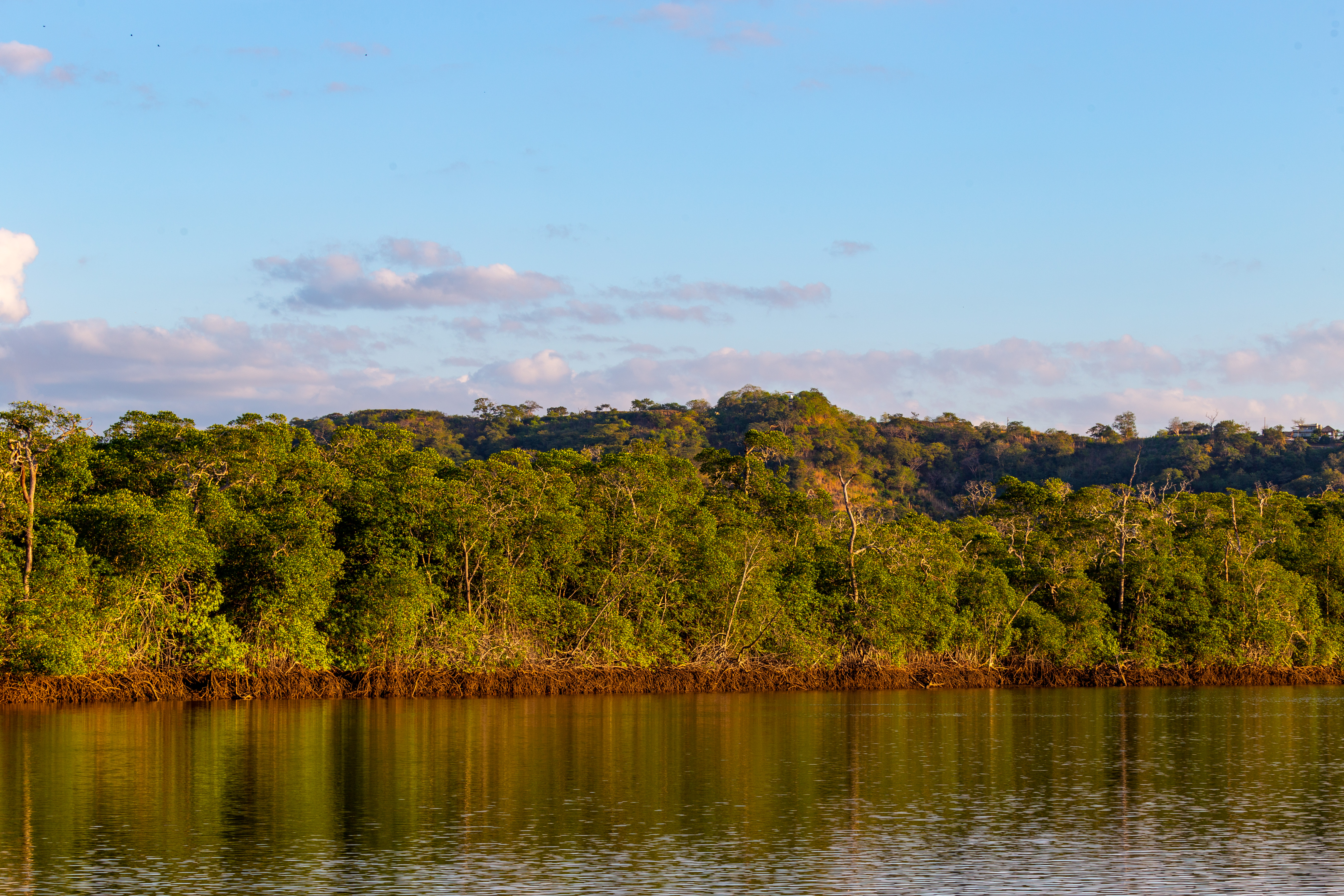 Spot wildlife kayaking along the mangrove forest