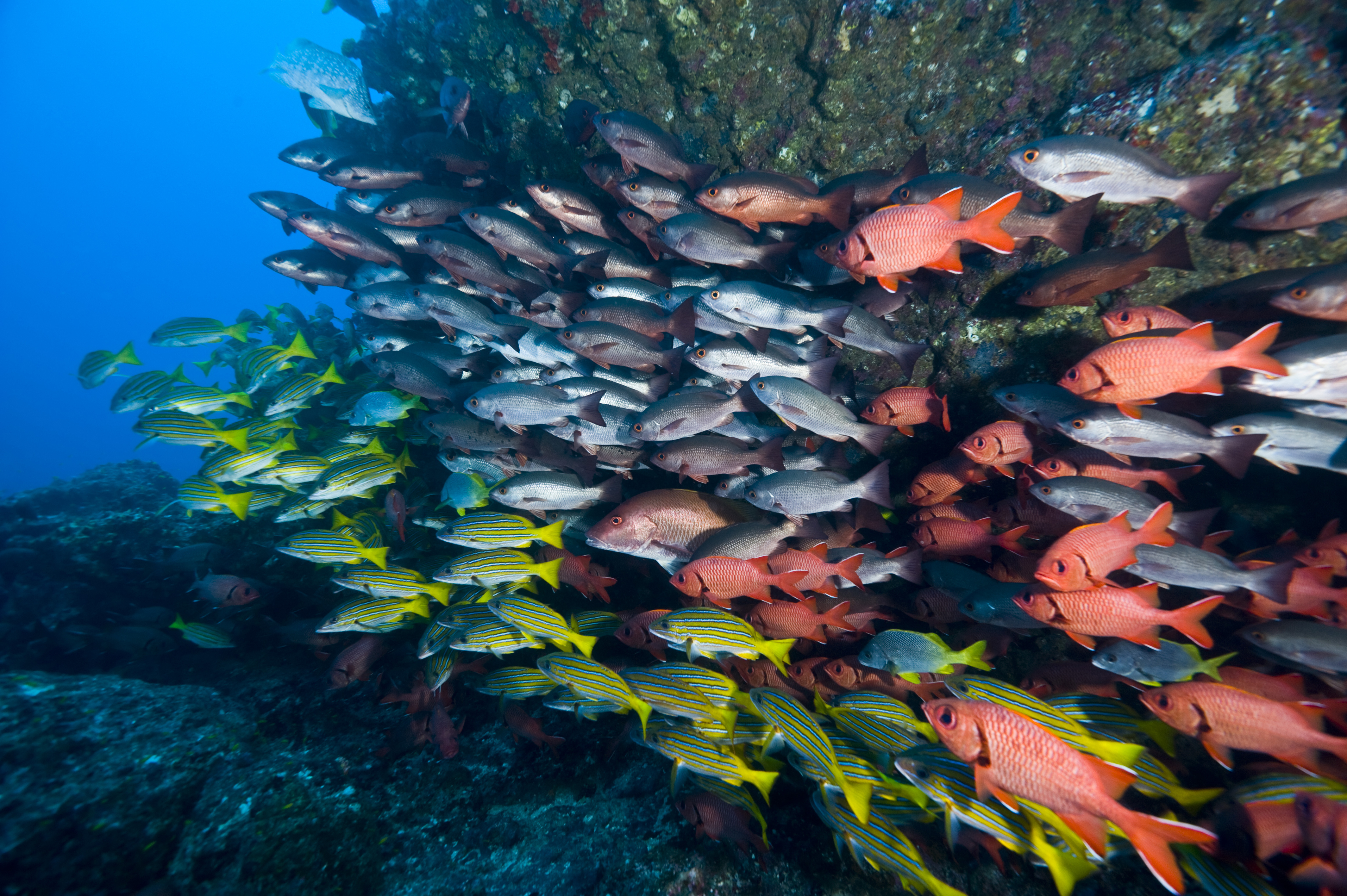 Spot marine life out scuba diving in Guanacaste