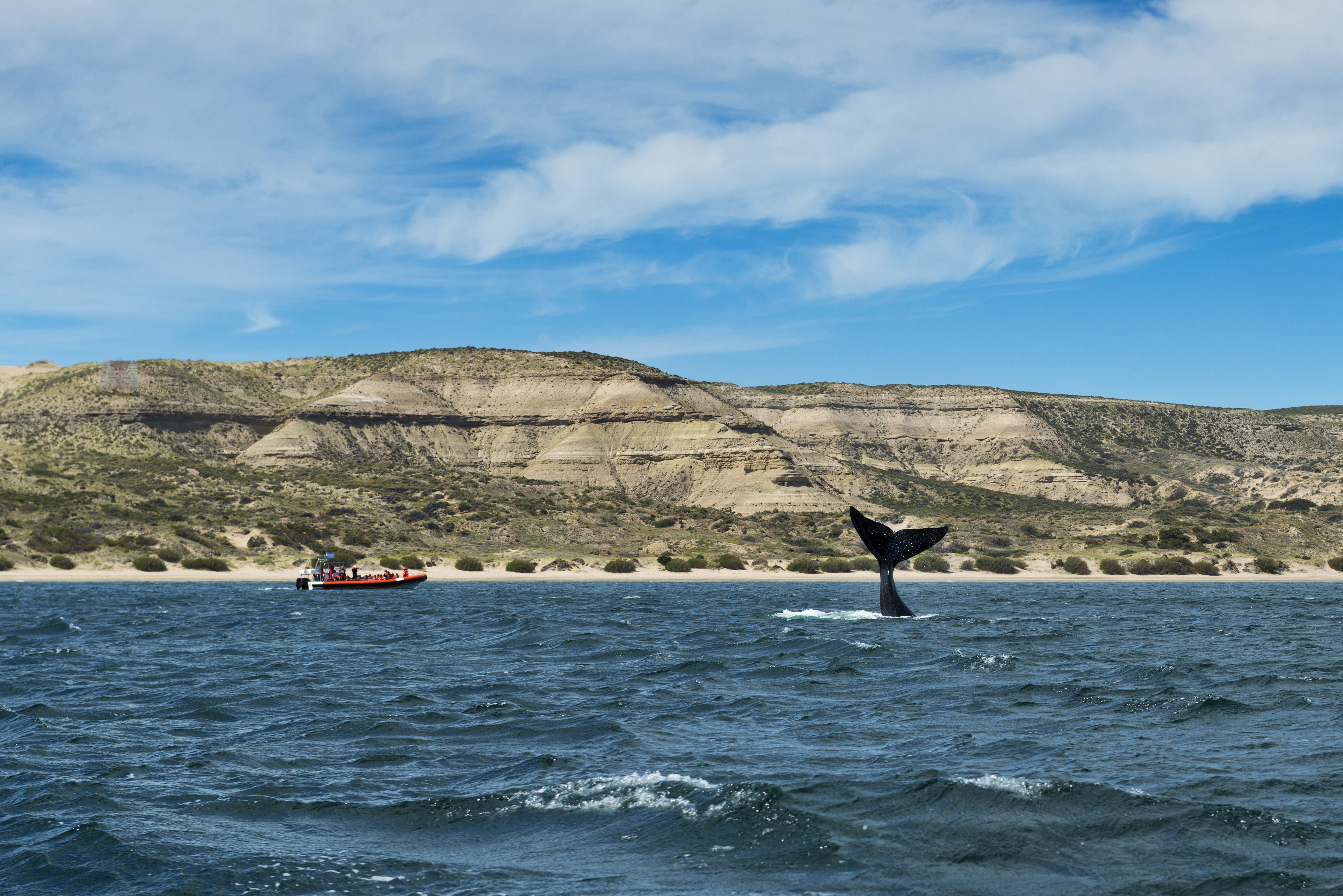 Spot whales on a boat ride in Peninsula Valdes