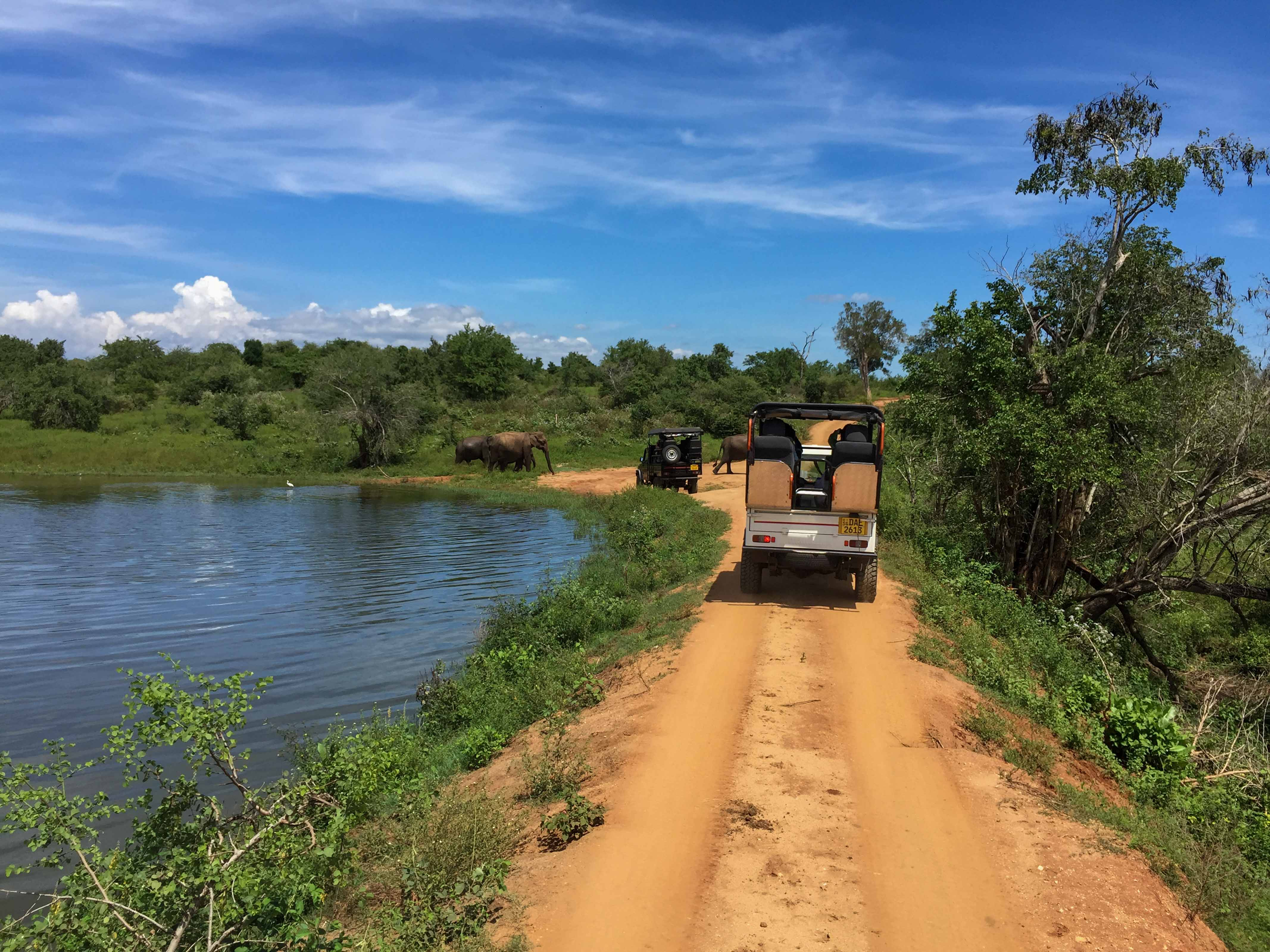 Jeep safari in Udawalawe National Park 