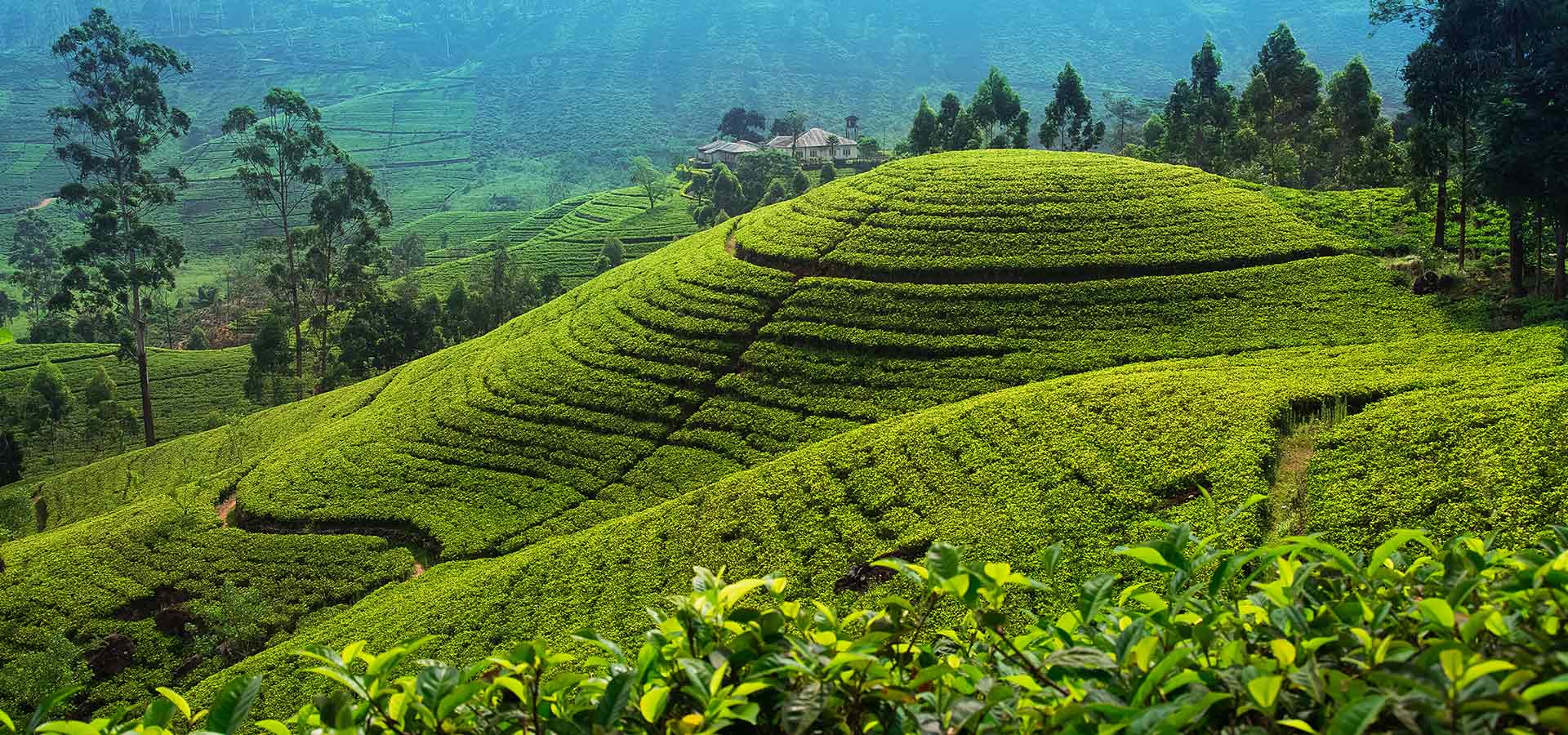 Biking Tour in Galle Fort and a Tea factory visit