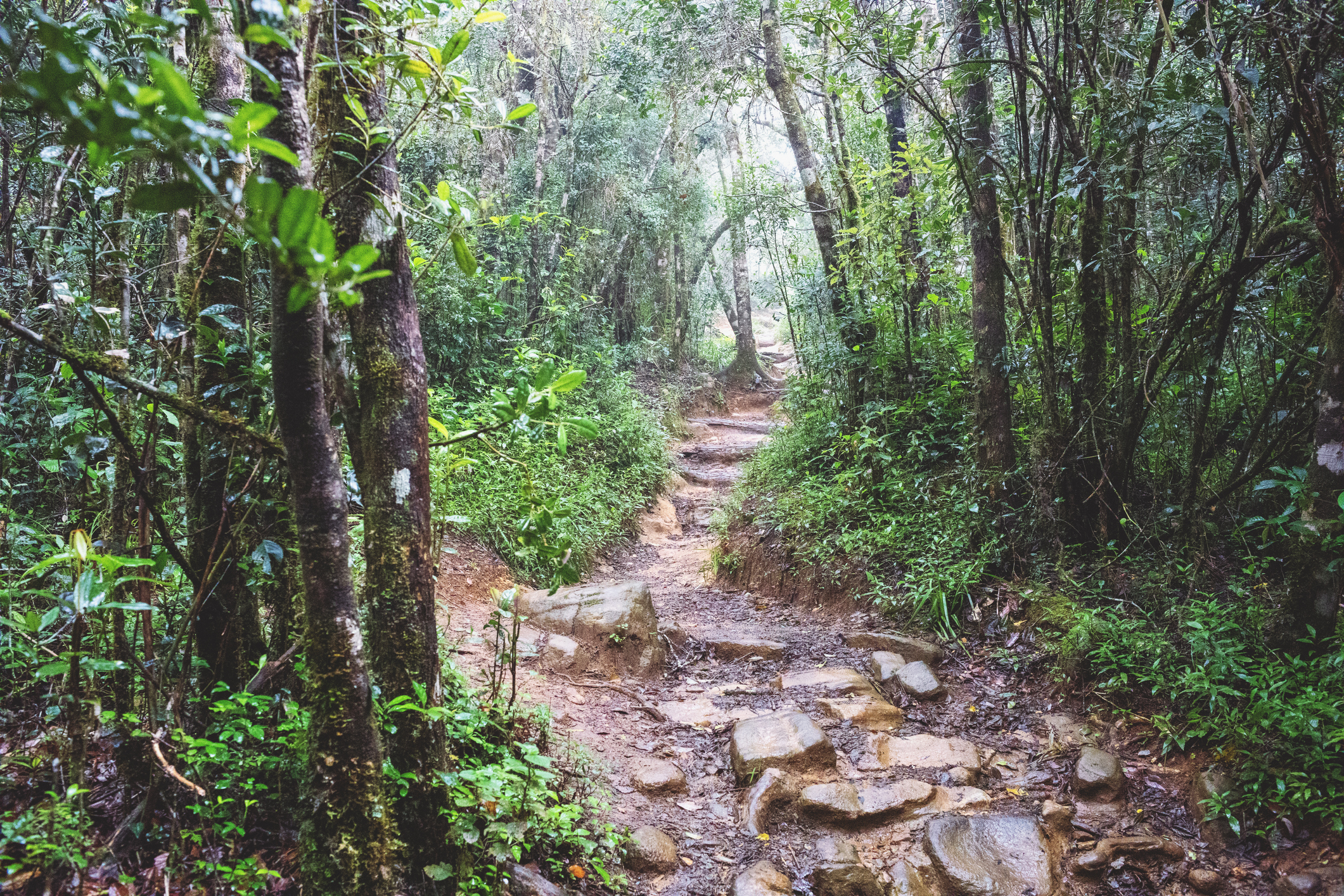 Go trekking in Kanneliya Rainforest