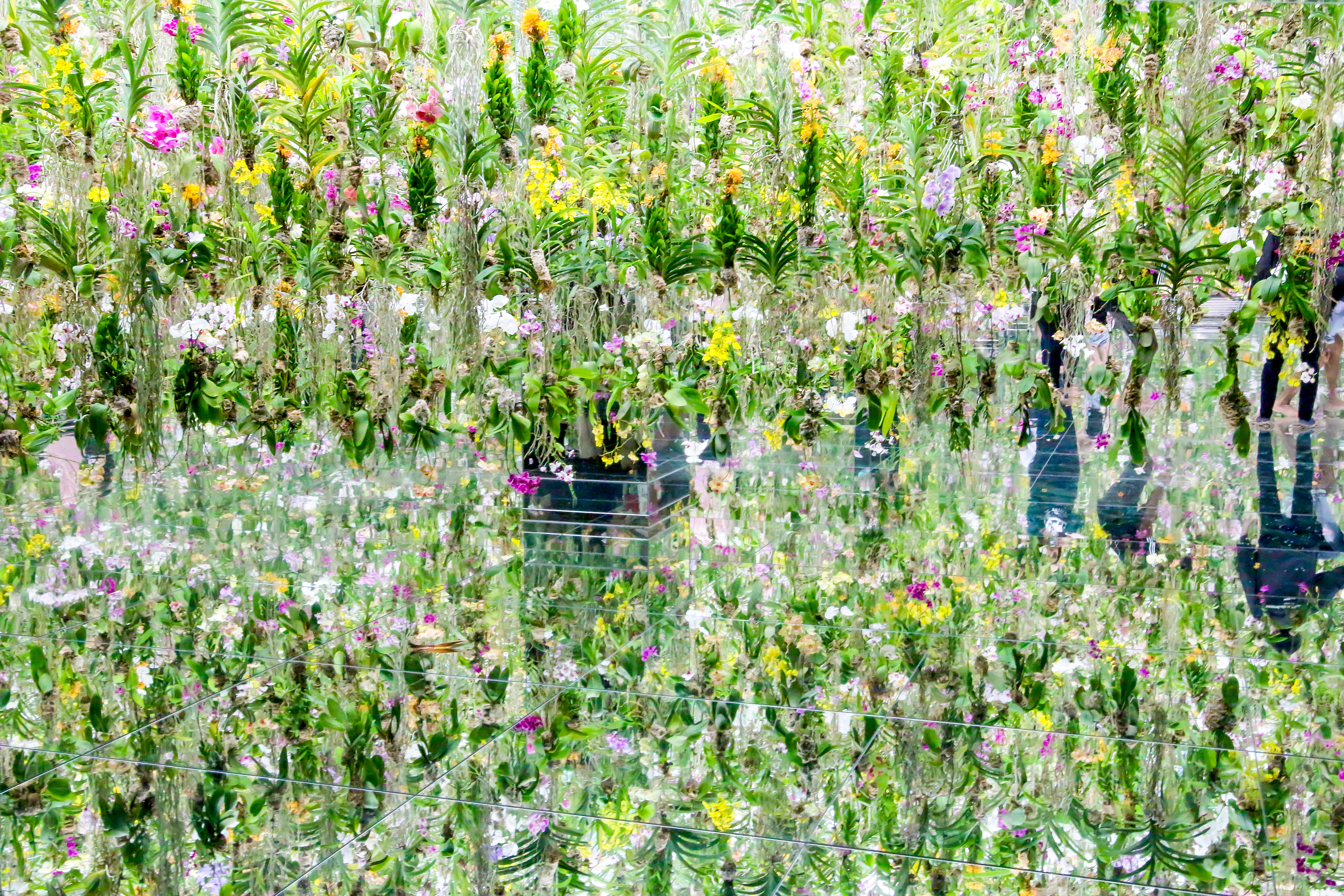 Visit the Team Labs Digital Art Museum in Tokyo