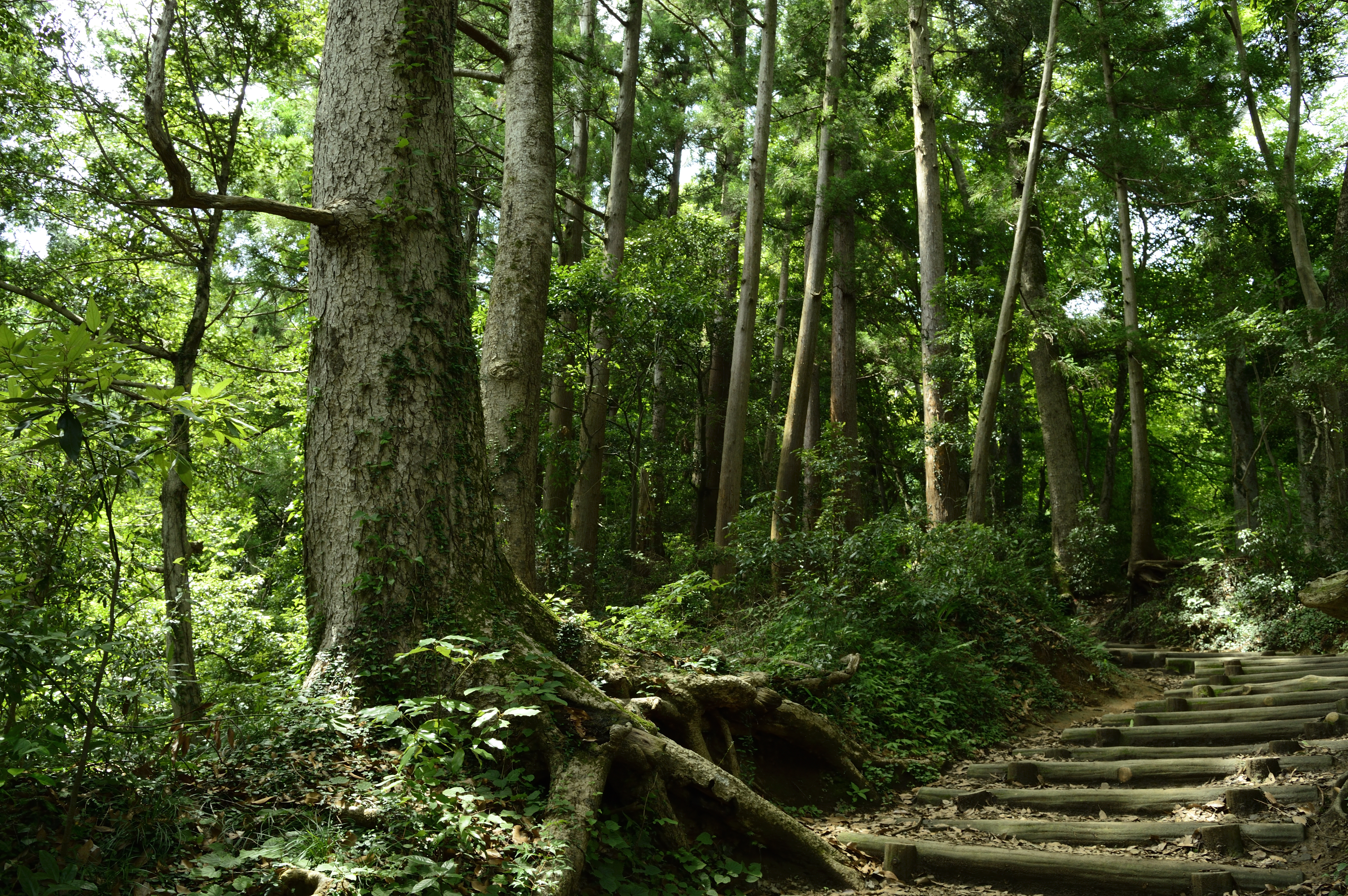 Explore the hiking trails on Mount Takao, Tokyo