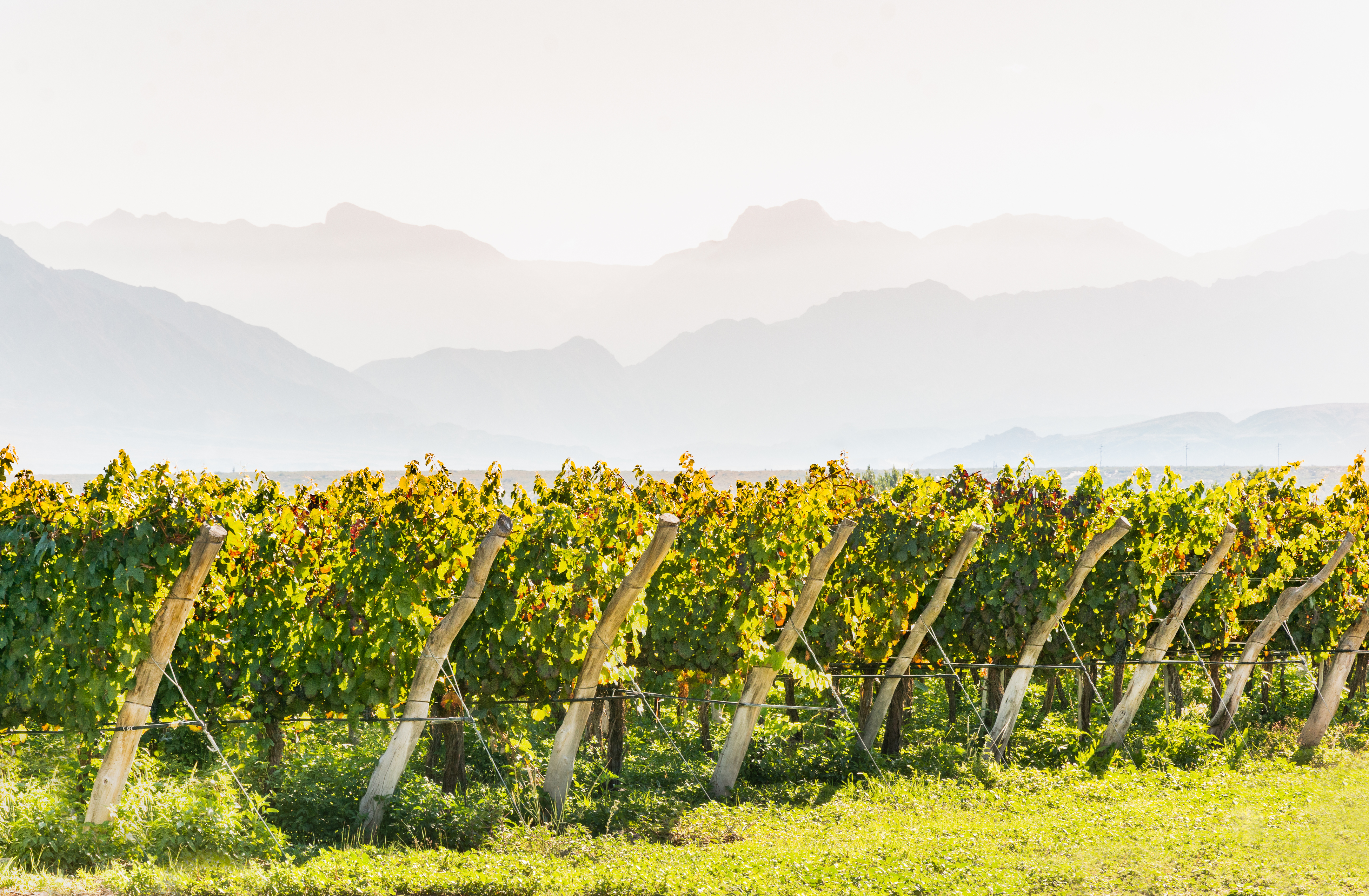 Take a tour of the many wineries of Cafayate