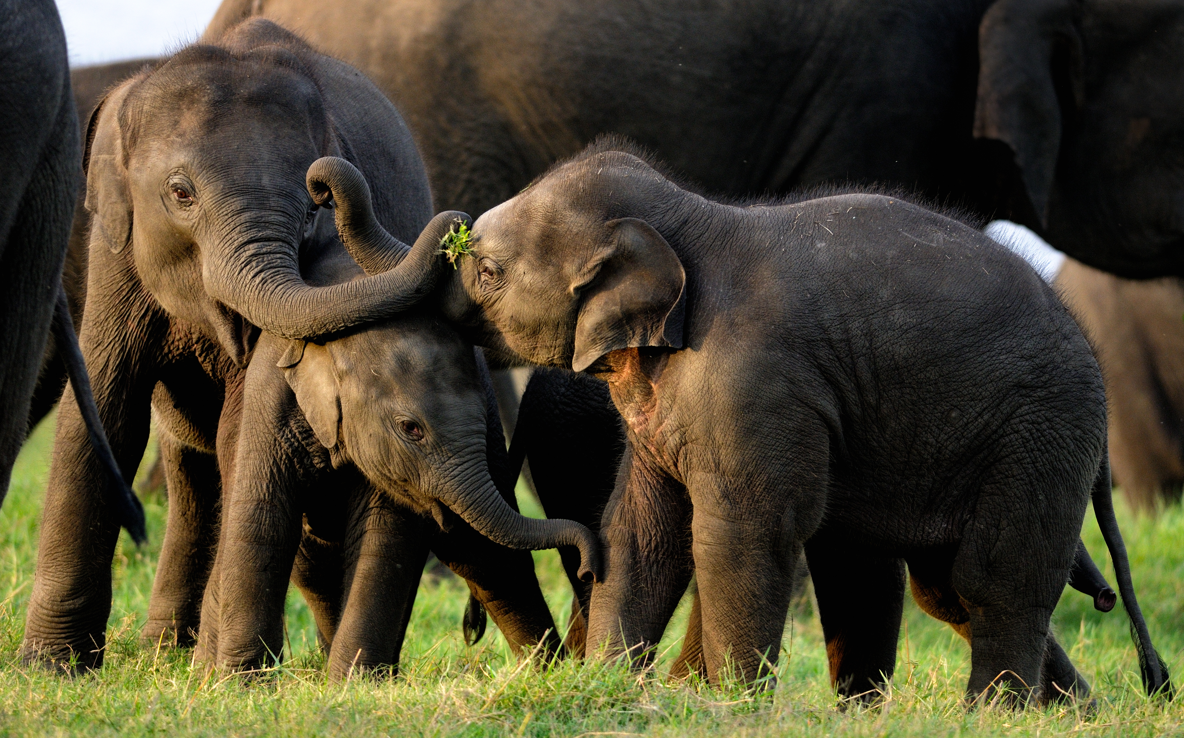 See the Minneriya elephant gathering in Sigiriya