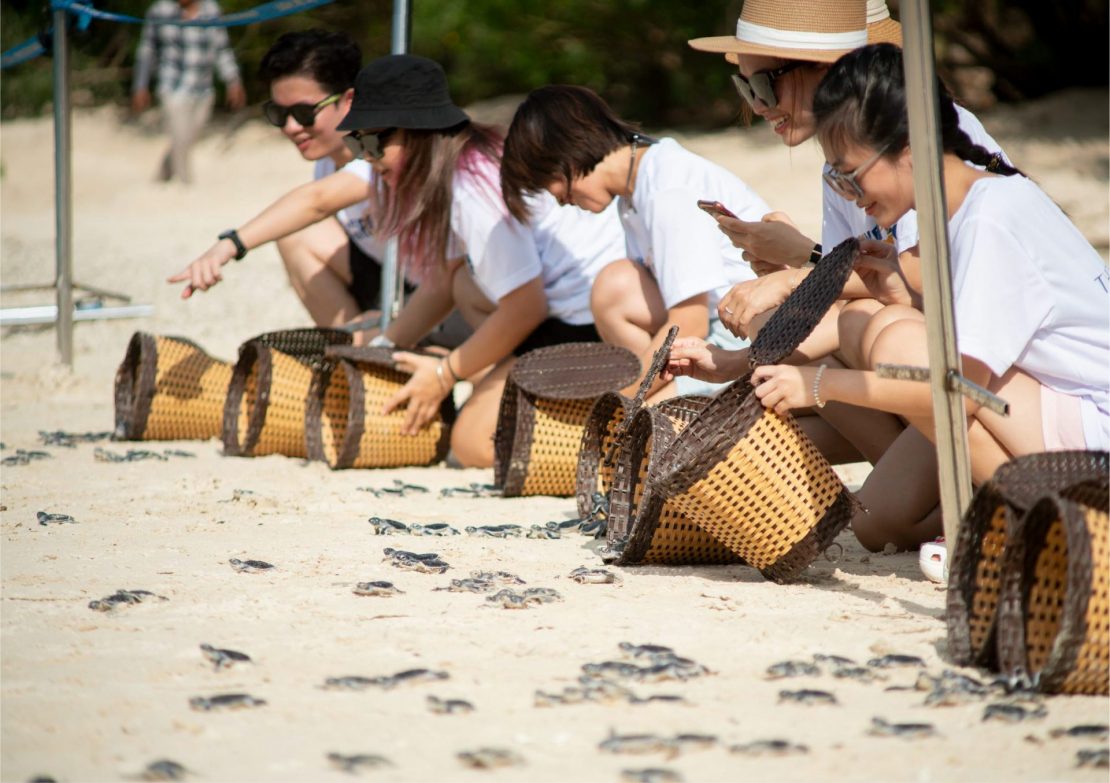 Go on a sea turtle hatching tour on Con Dao Island