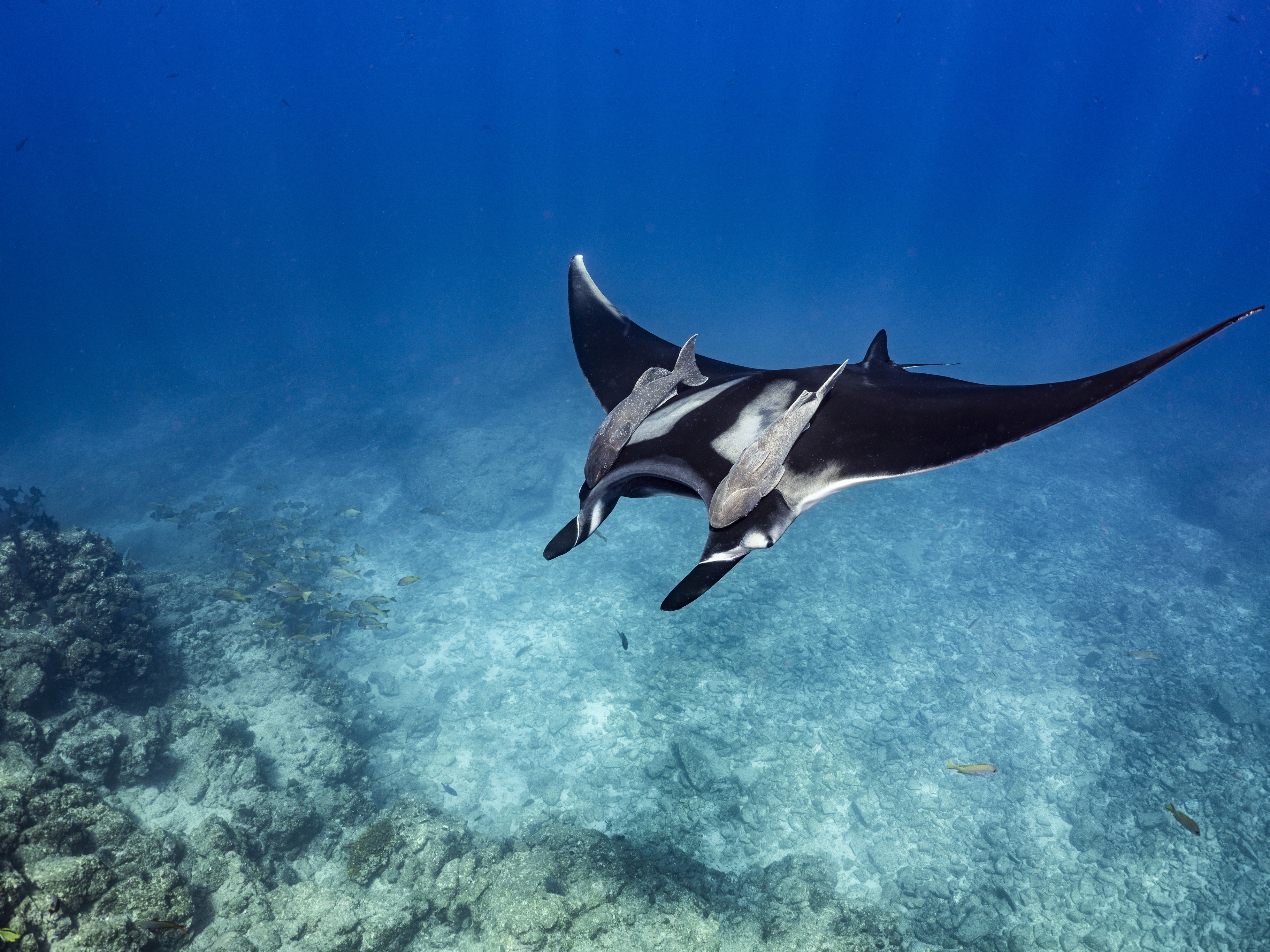 Snorkel with manta rays & whale sharks in Khao Lak