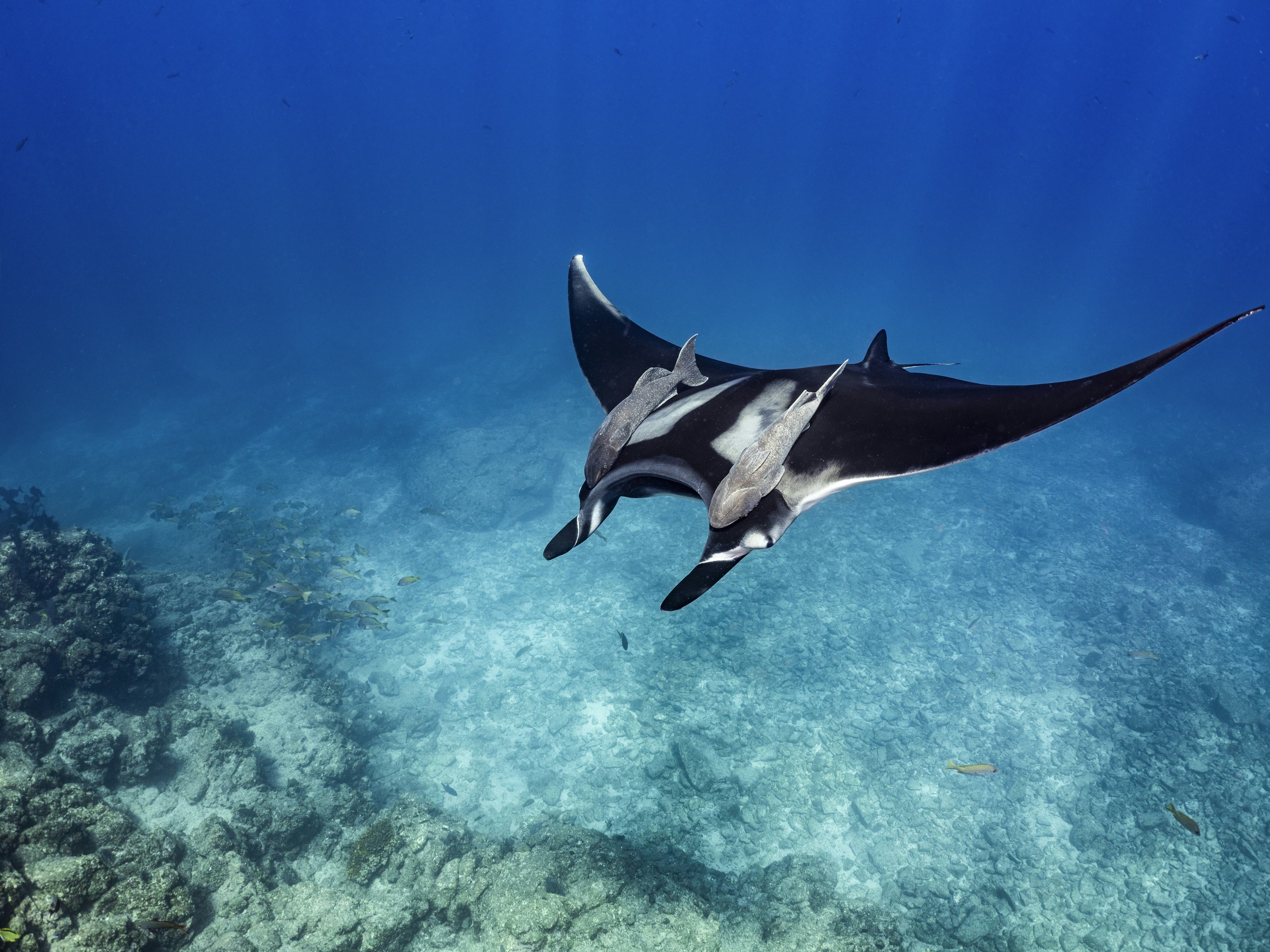 Snorkel with manta rays & whale sharks in Khao Lak | Timbuktu Travel