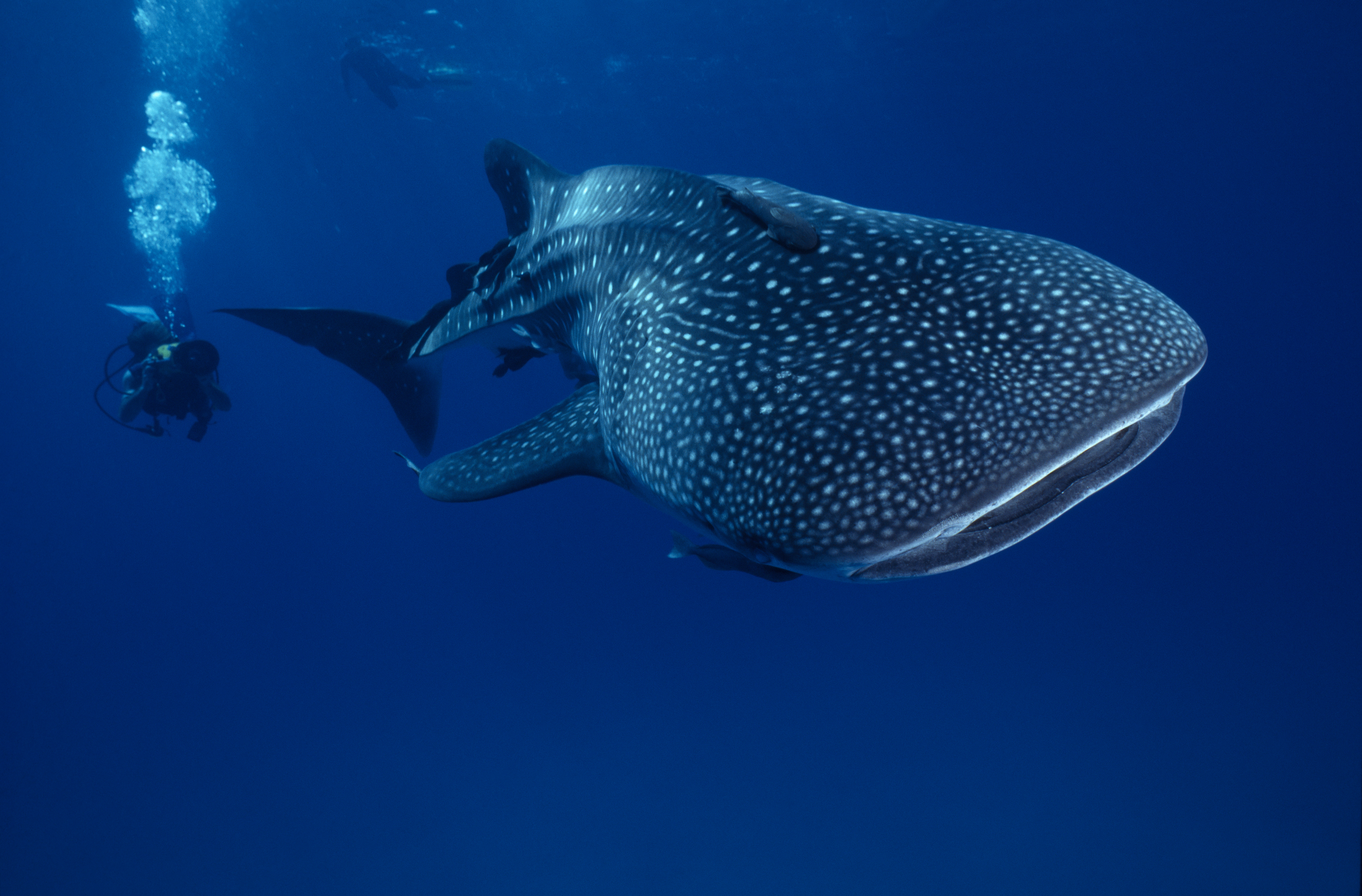 Scuba dive with whale sharks in Khao Lak
