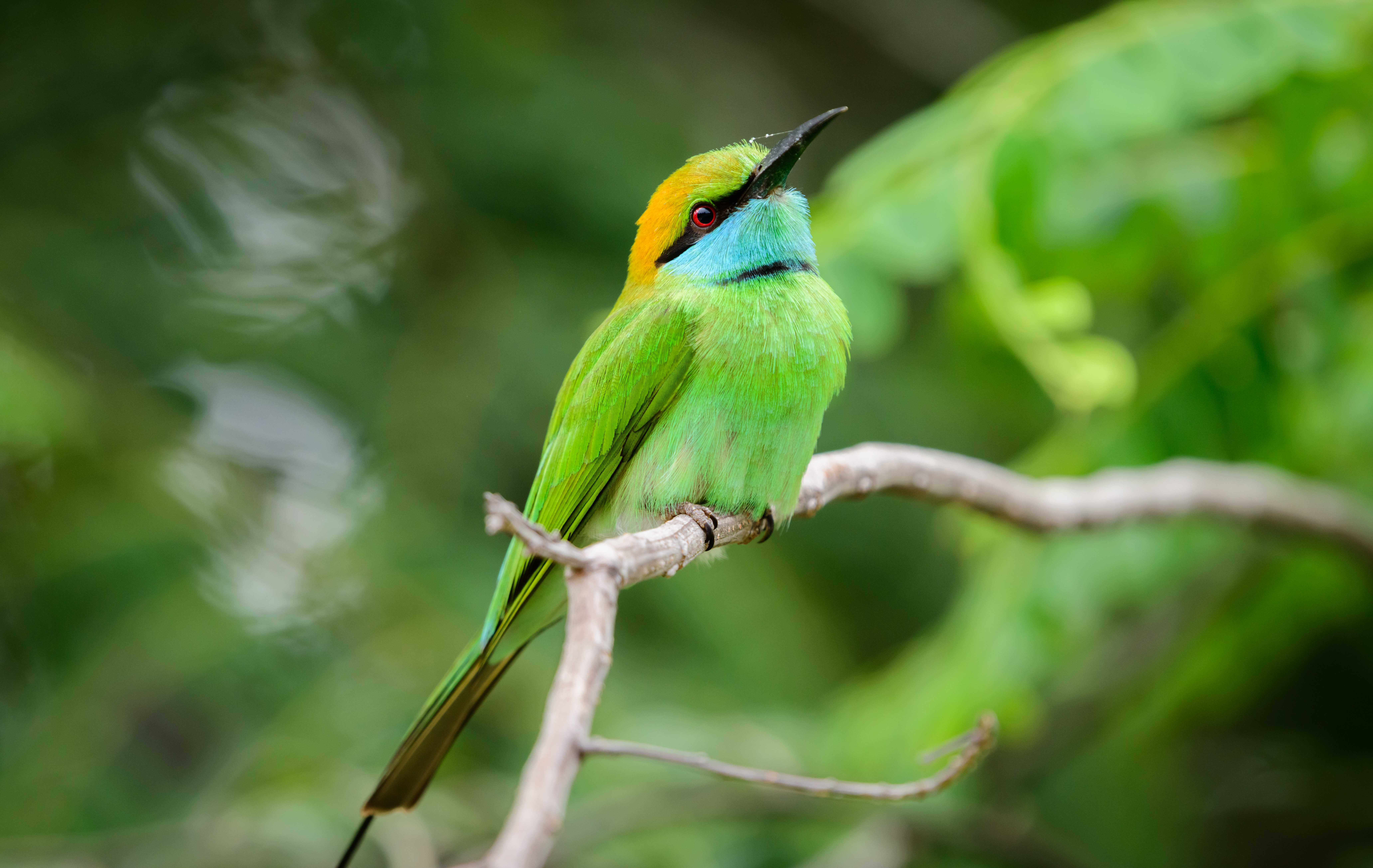 Spot Yala's diverse bird life on a walking safari