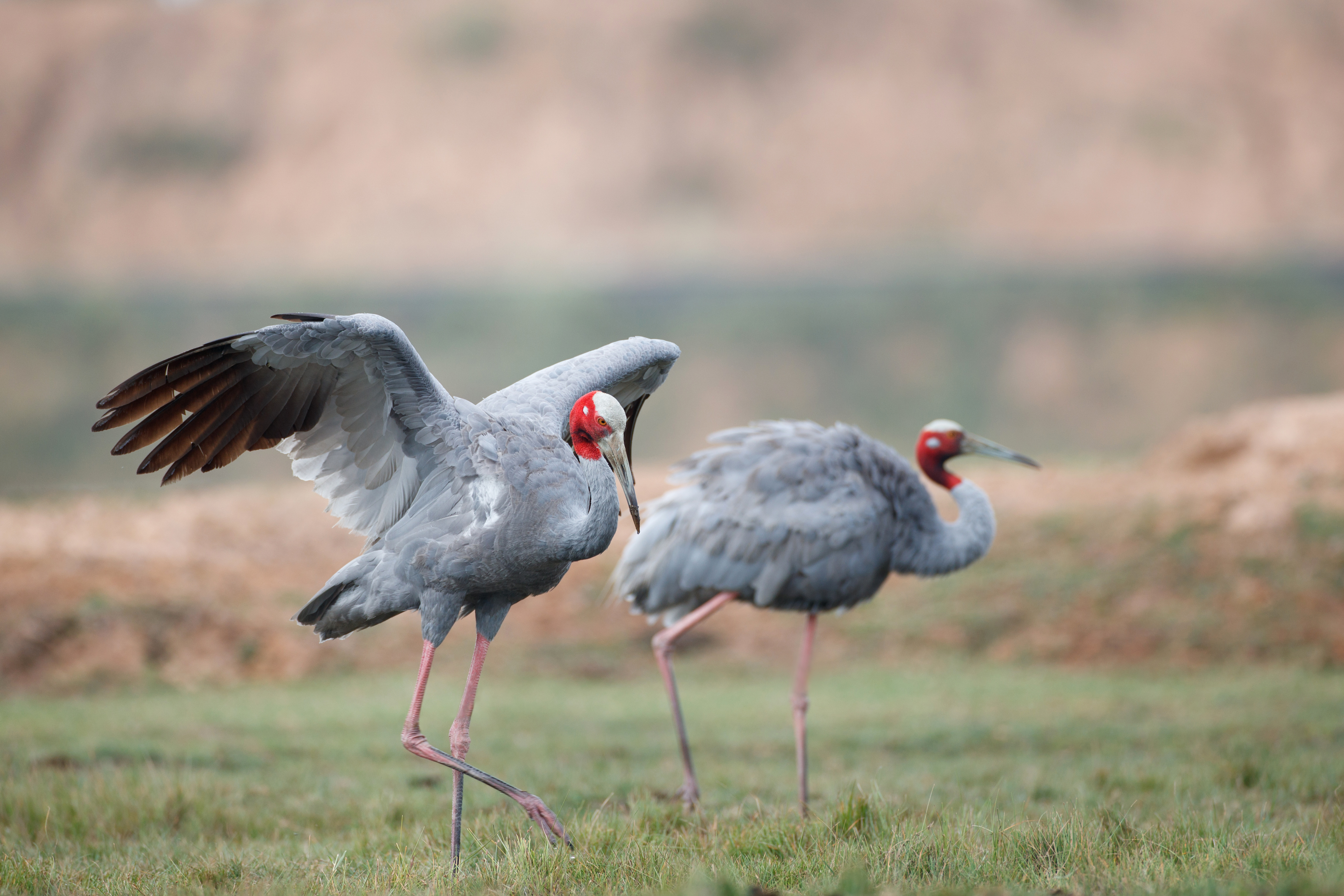 Go bird watching in Kheoladeo Bird Sanctuary