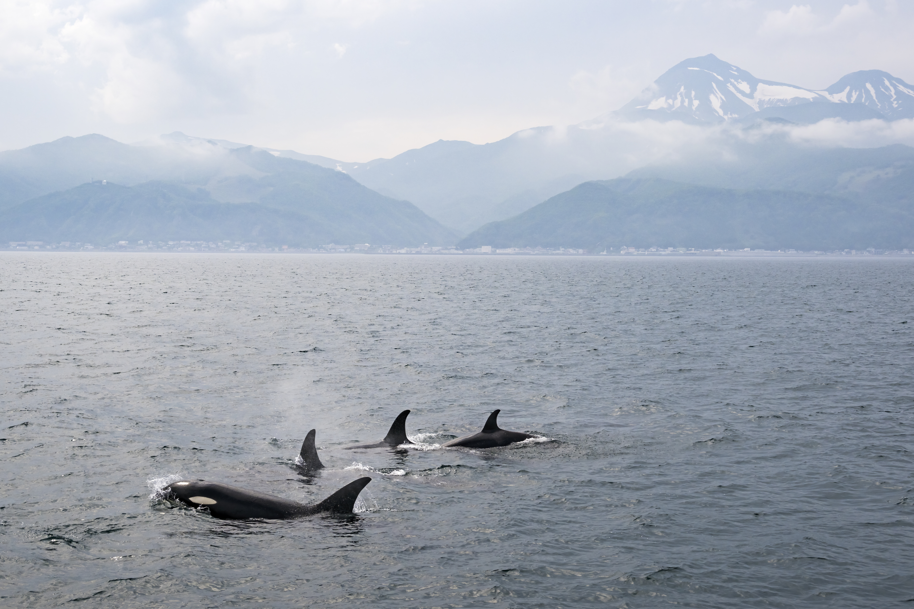 Spot orcas on a boat cruise along Rausu