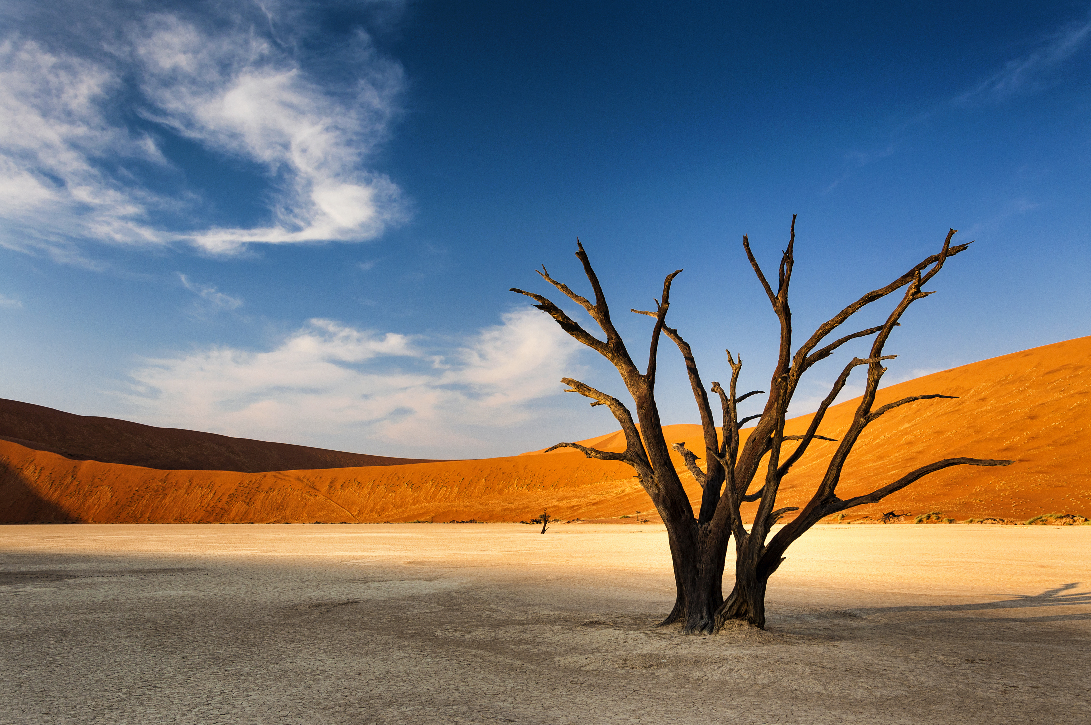 Discover the ancient trees of Dead Vlei