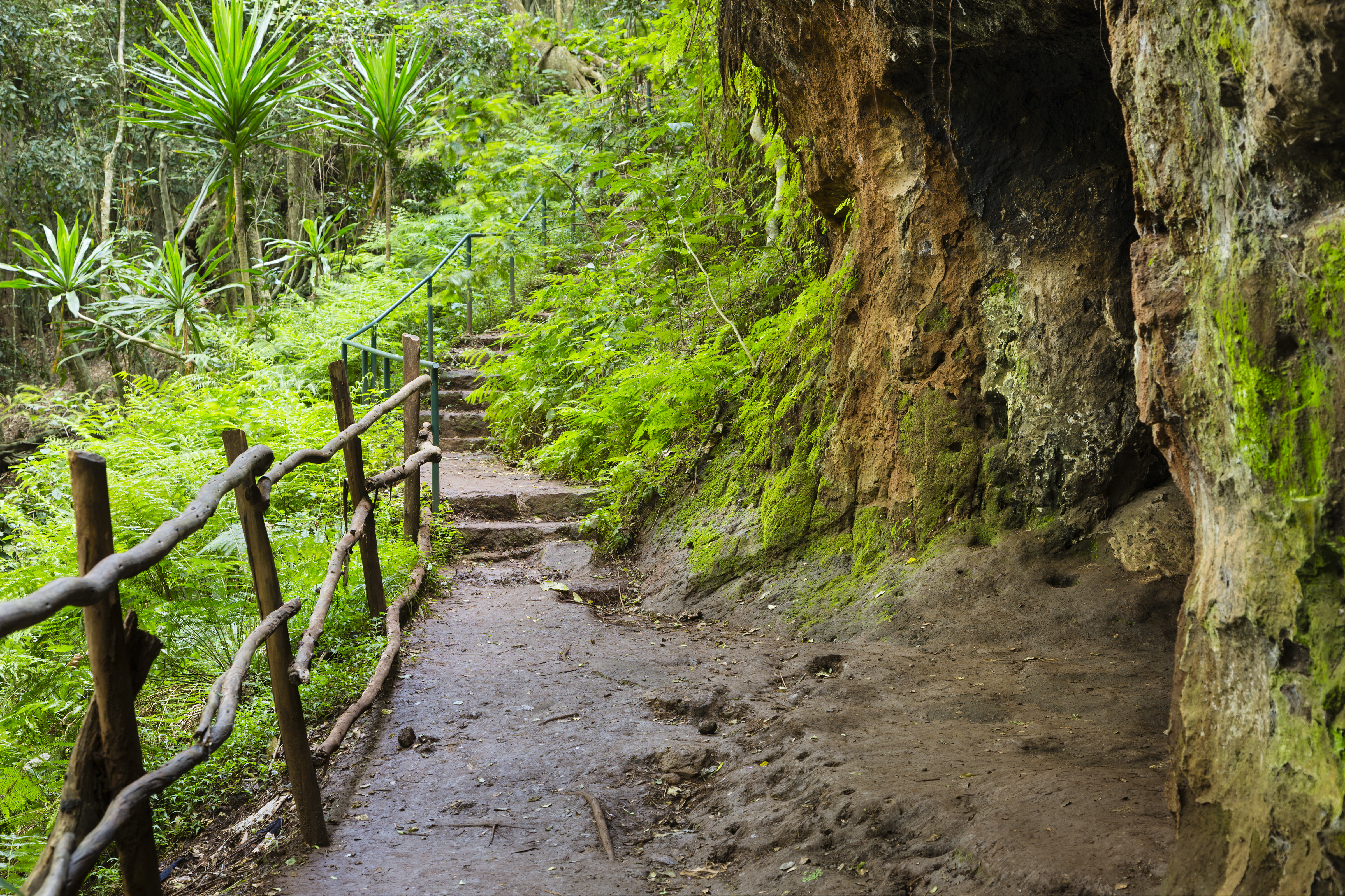 Go hiking in Karura Forest, Nairobi