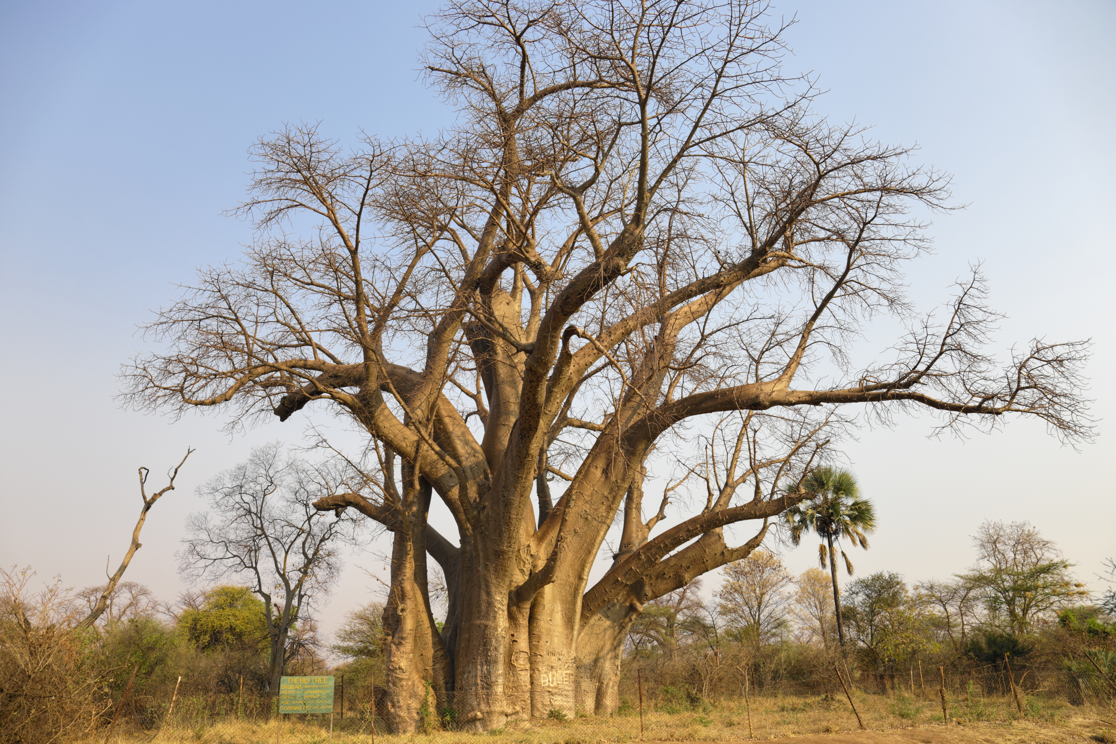 Visit the famous Big Tree at Victoria Falls