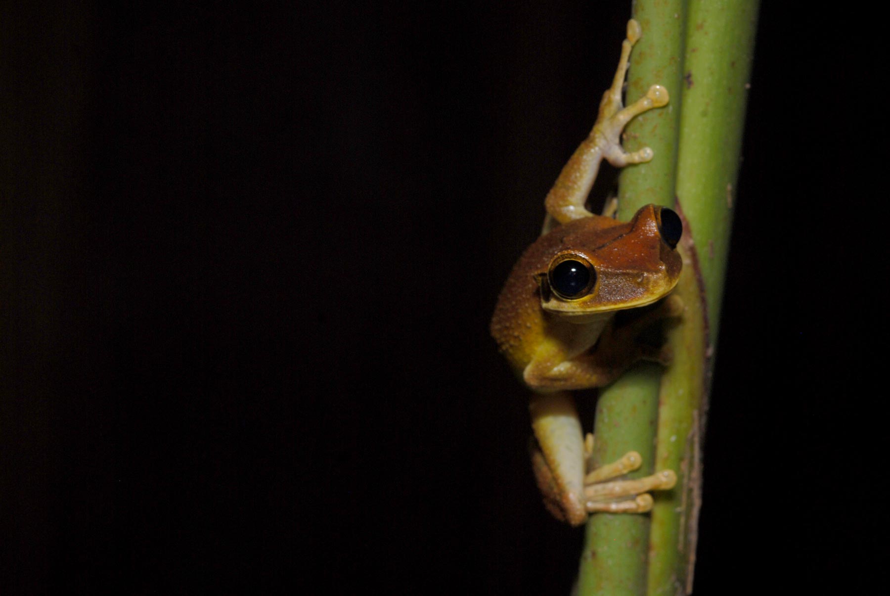 Go on a night walk in the Calanoa Natural Reserve