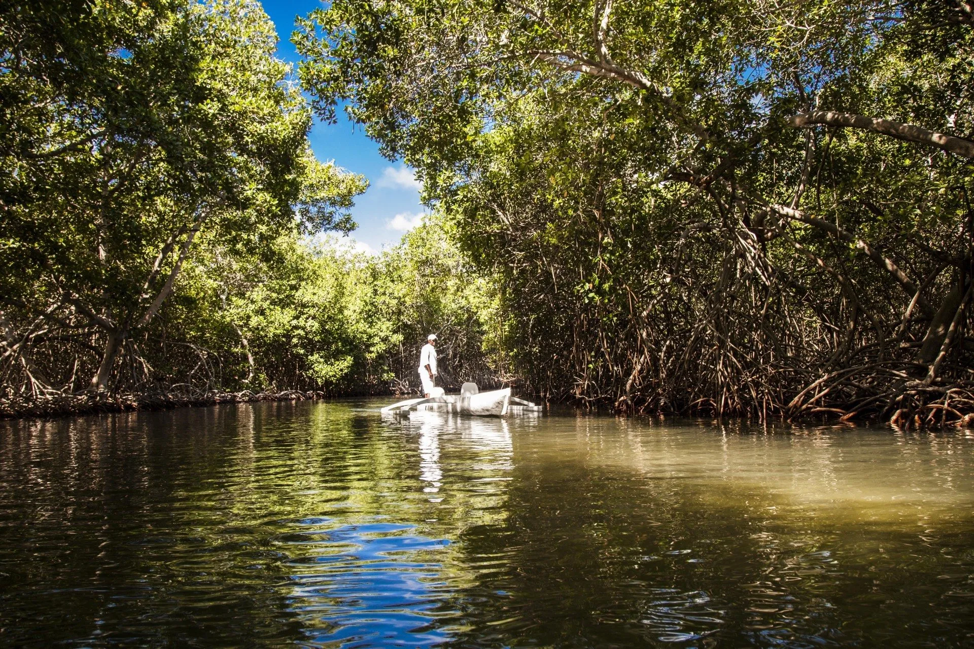 Go canoeing through the mangrove forests of Barú
