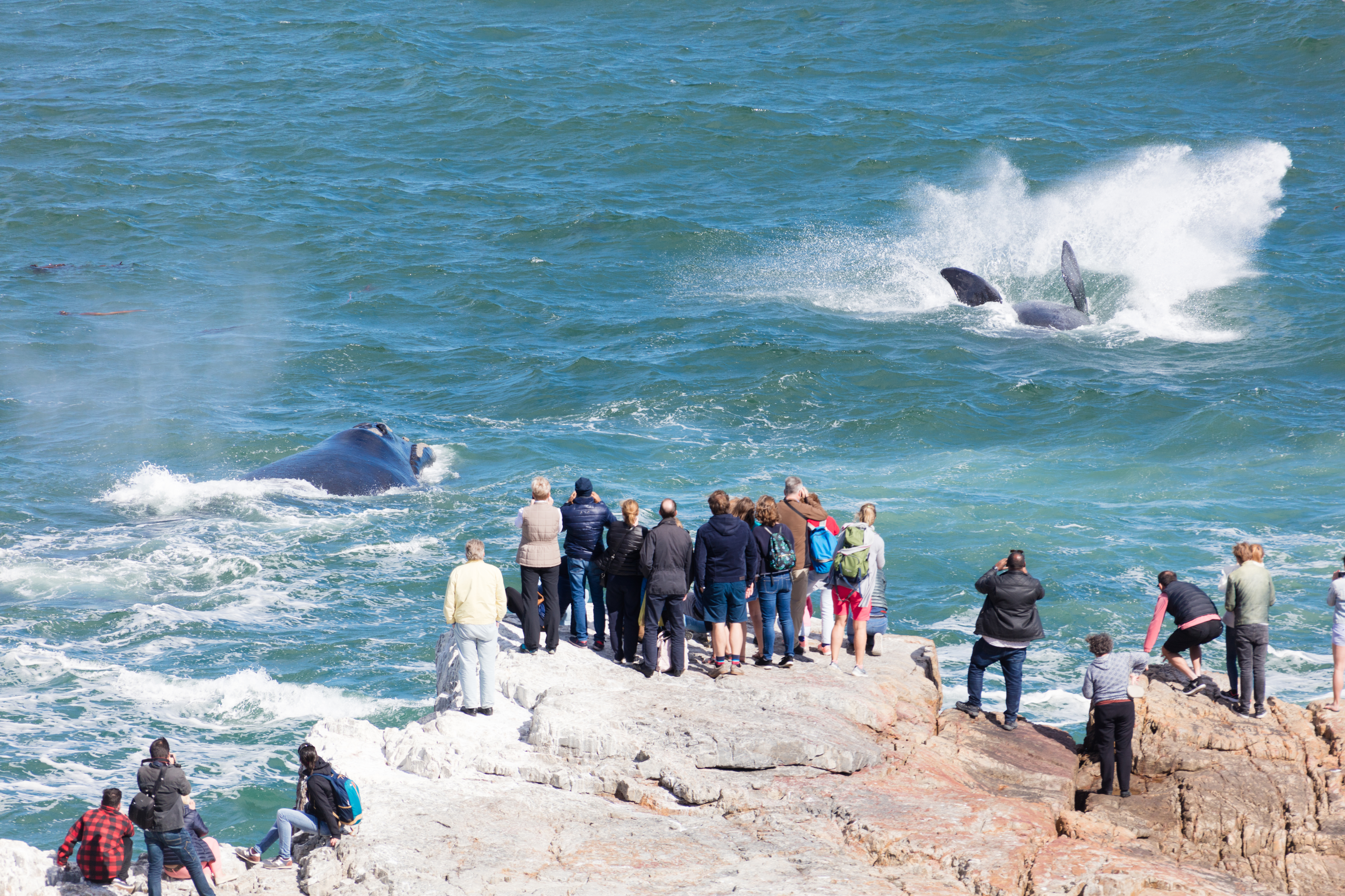 Go on a whale watching adventure in Hermanus