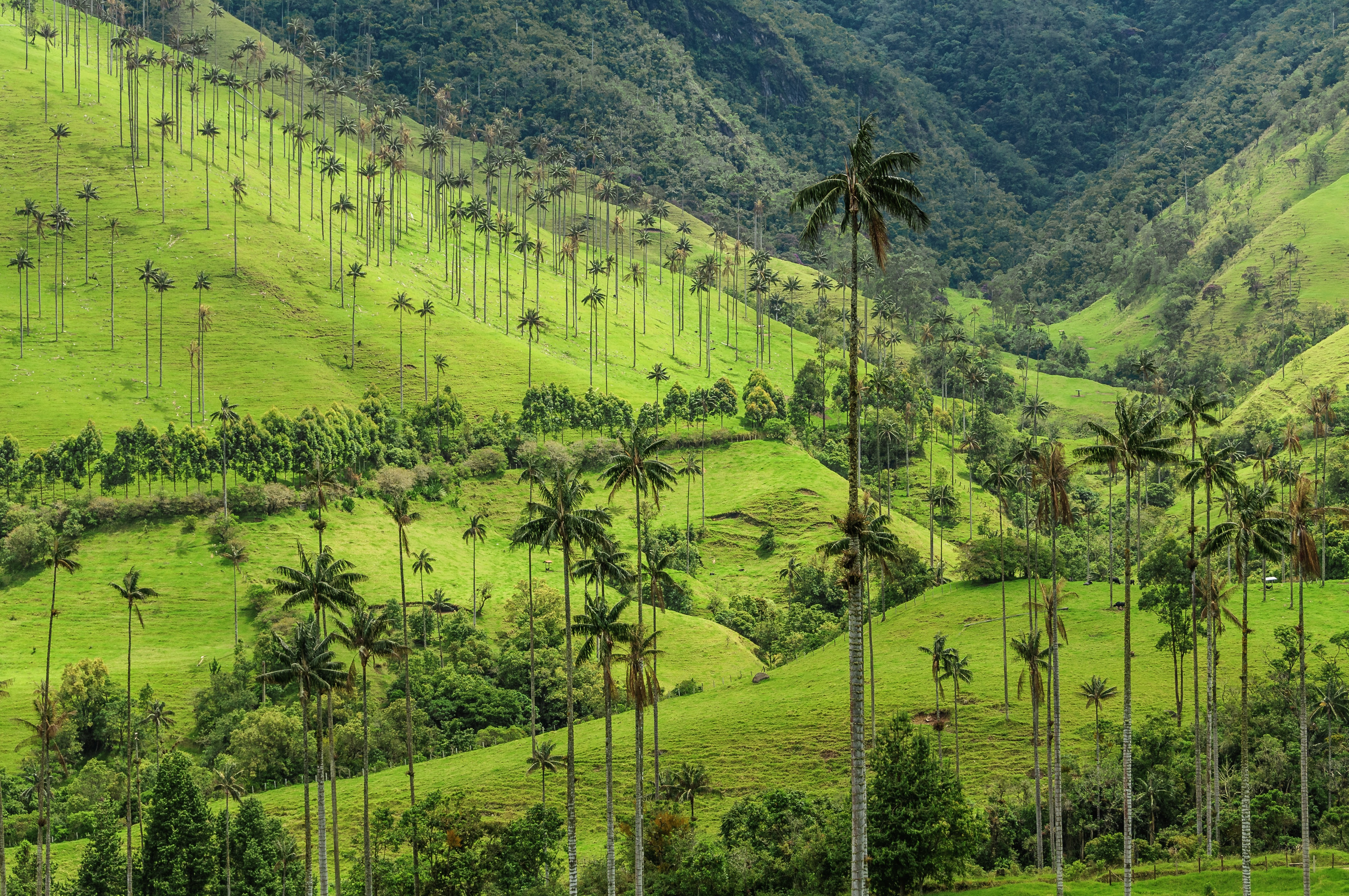 Enjoy a guided tour of the Cocora Valley