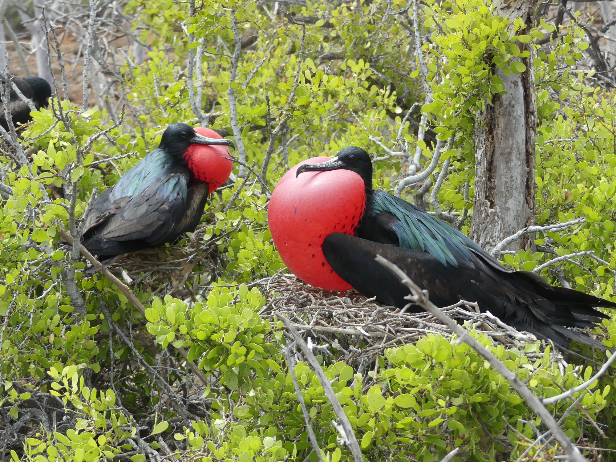 See Frigatebirds on a visit to Cerro Tijieretas