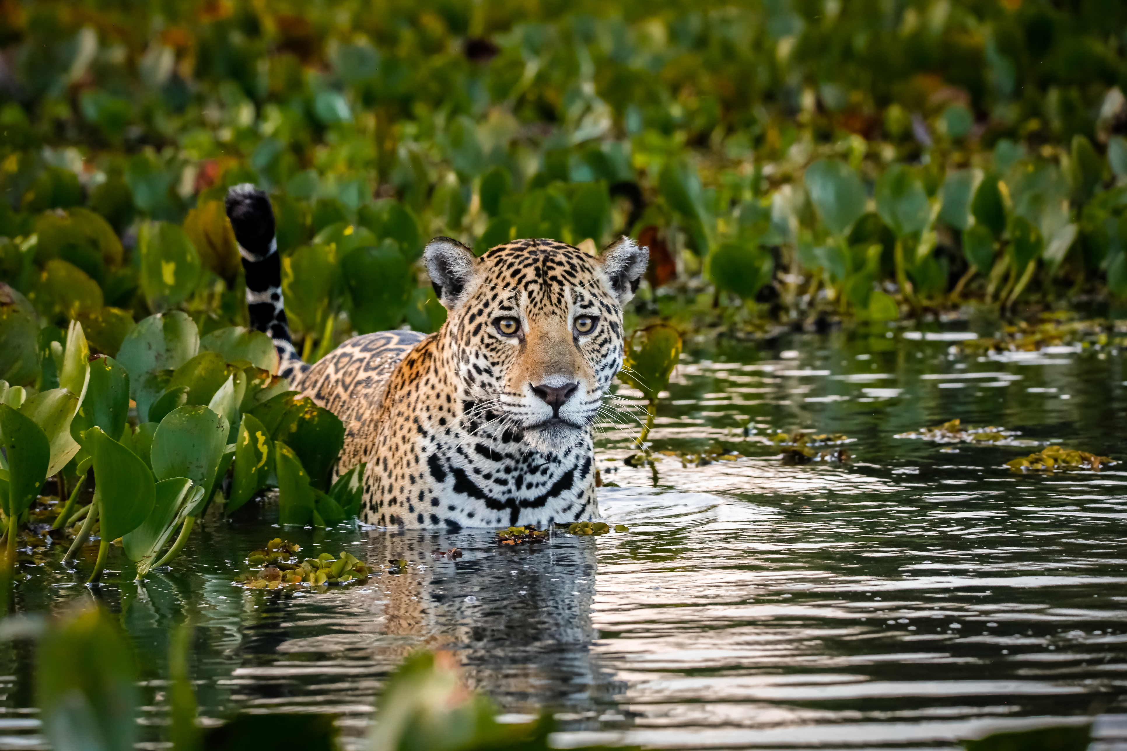 Greater Pantanal