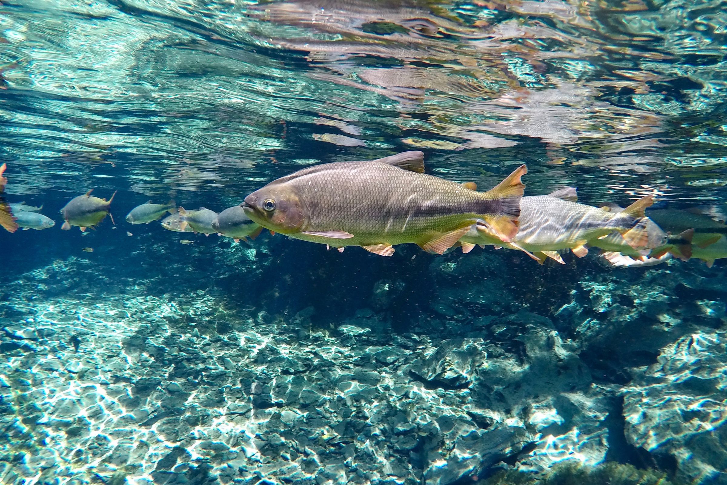 Go snorkelling in Rio da Prata, Bonito