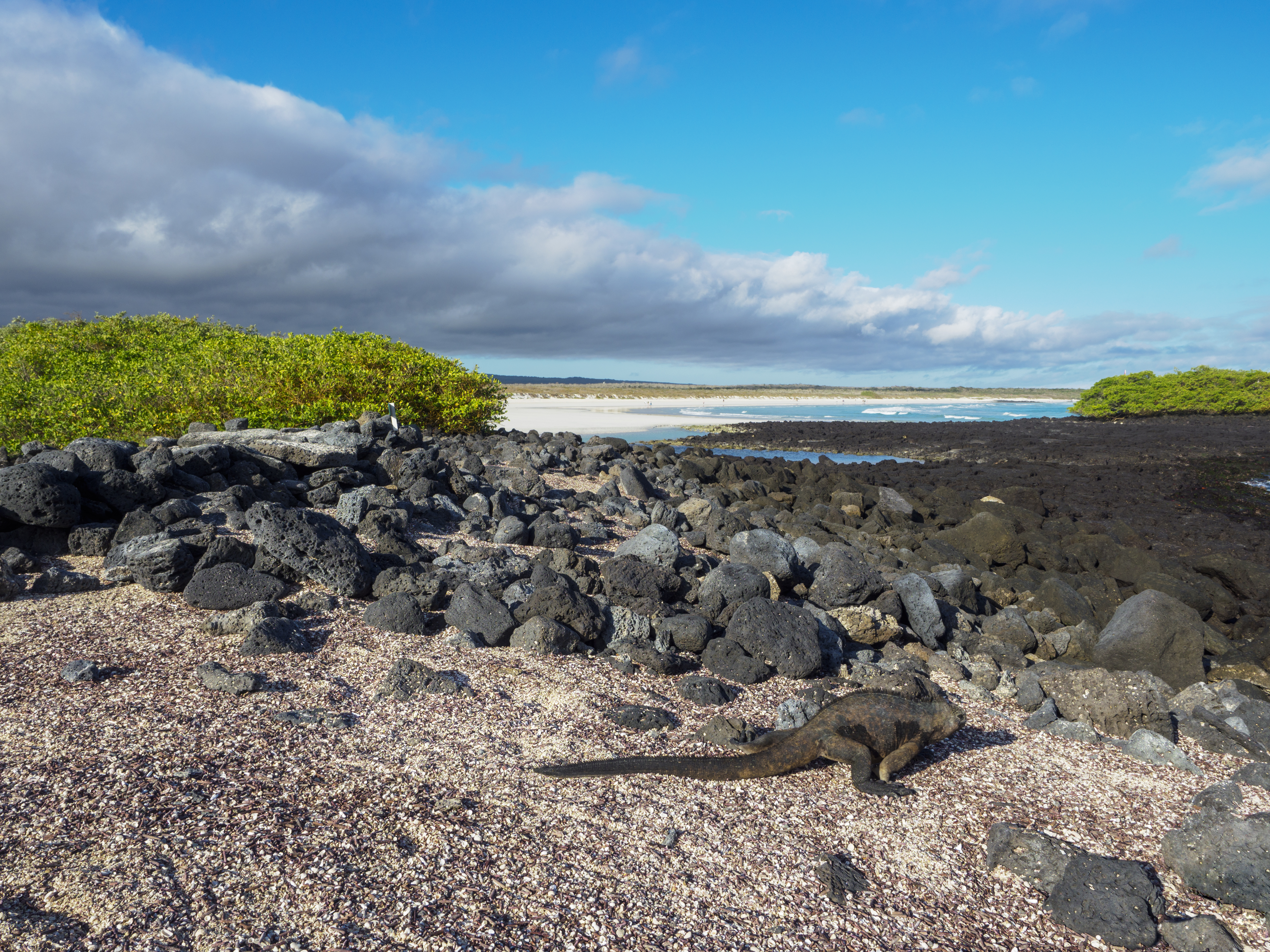 Walk to the Tortuga Bay & spot marine iguanas