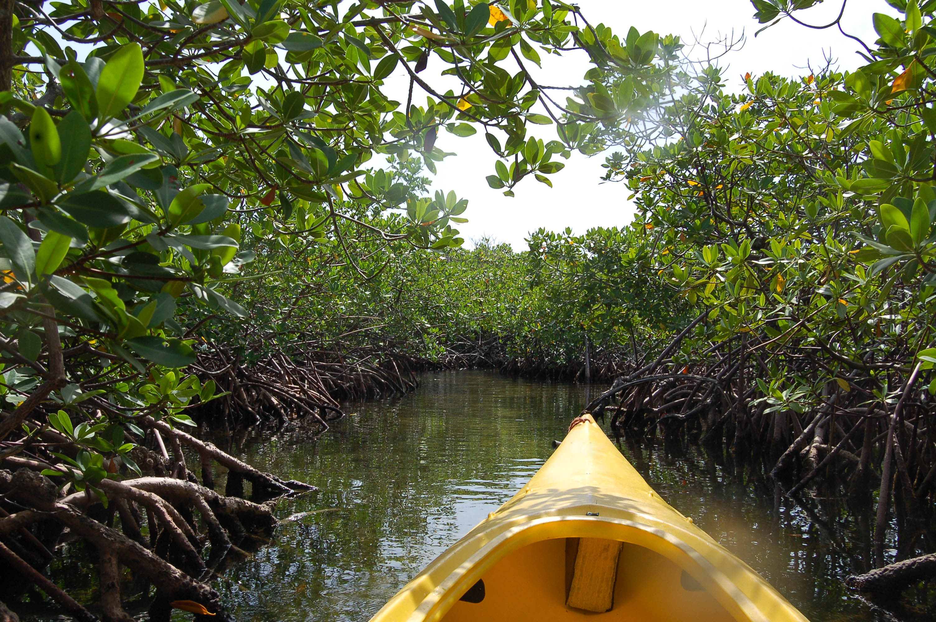 Kayak through the mangrove forests of Benguerra 