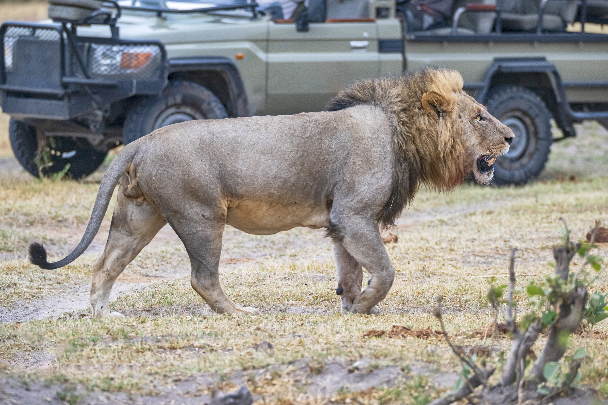 Track Balule's wildlife on a game drive
