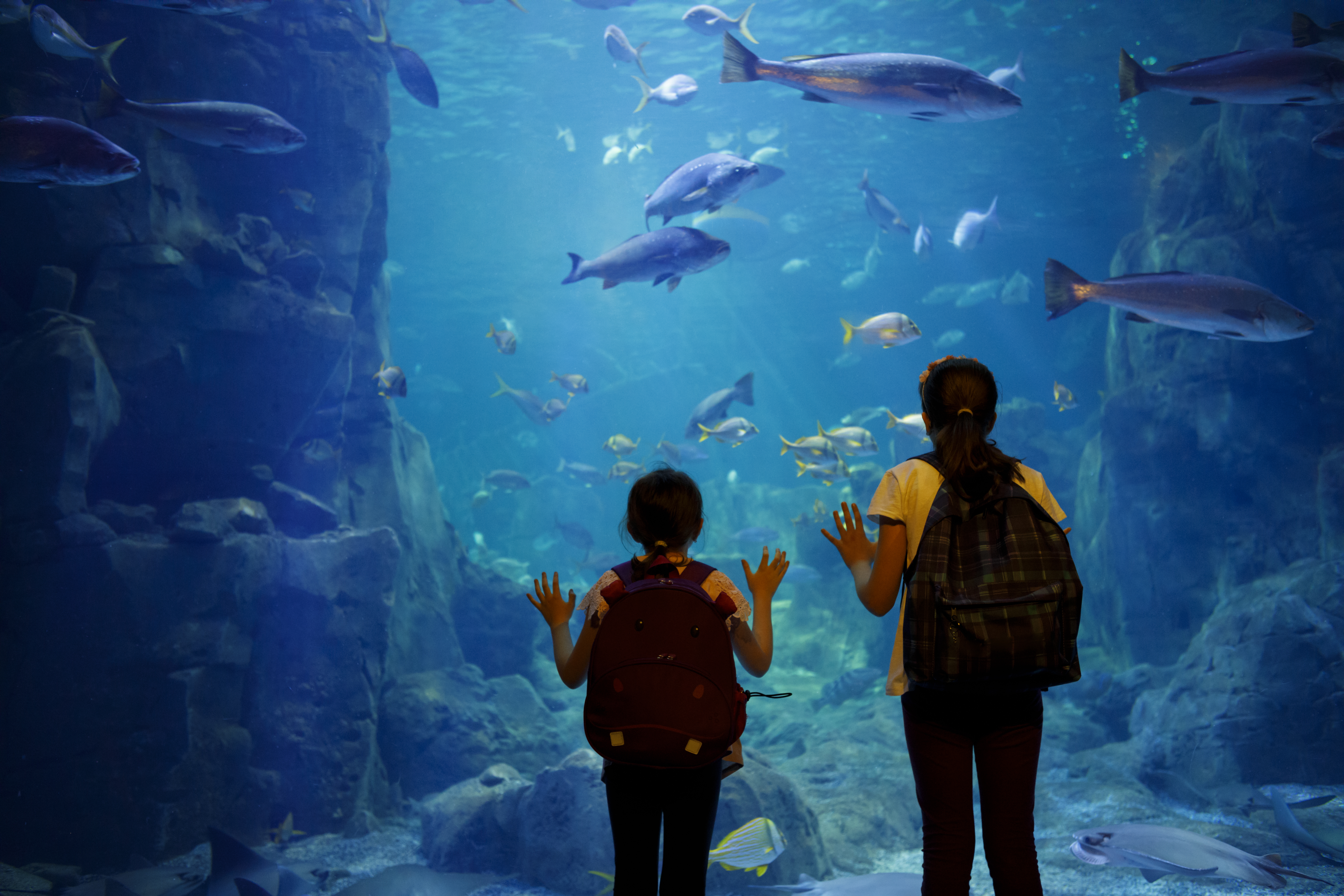 Visit Cape Town's Two Oceans Aquarium