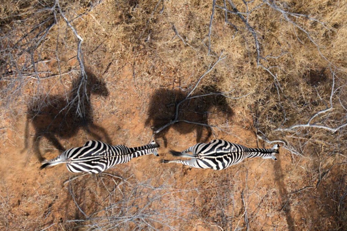 See Timbavati from the air on a helicopter flight