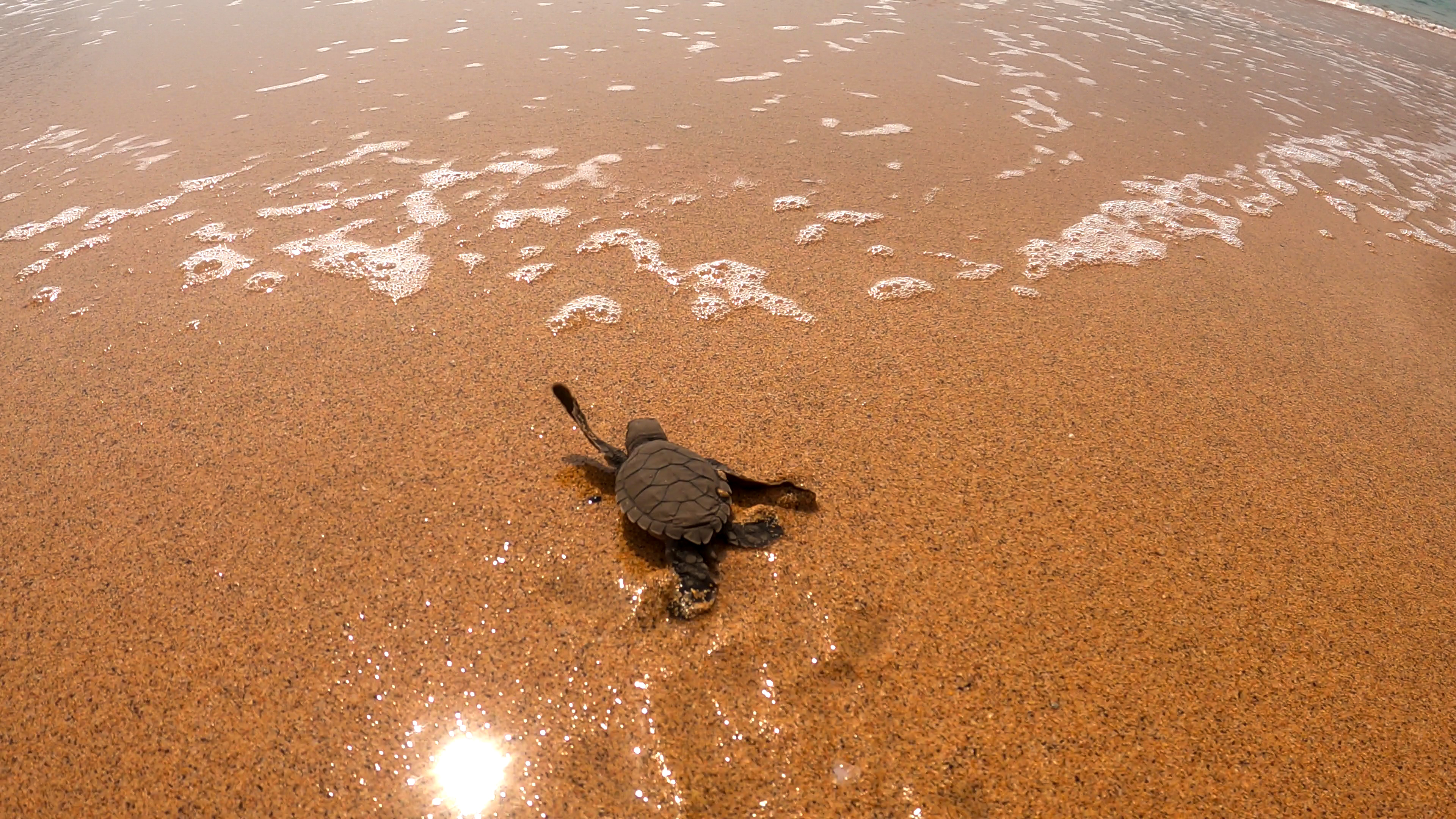Witness turtle hatching along Príncipe's coast