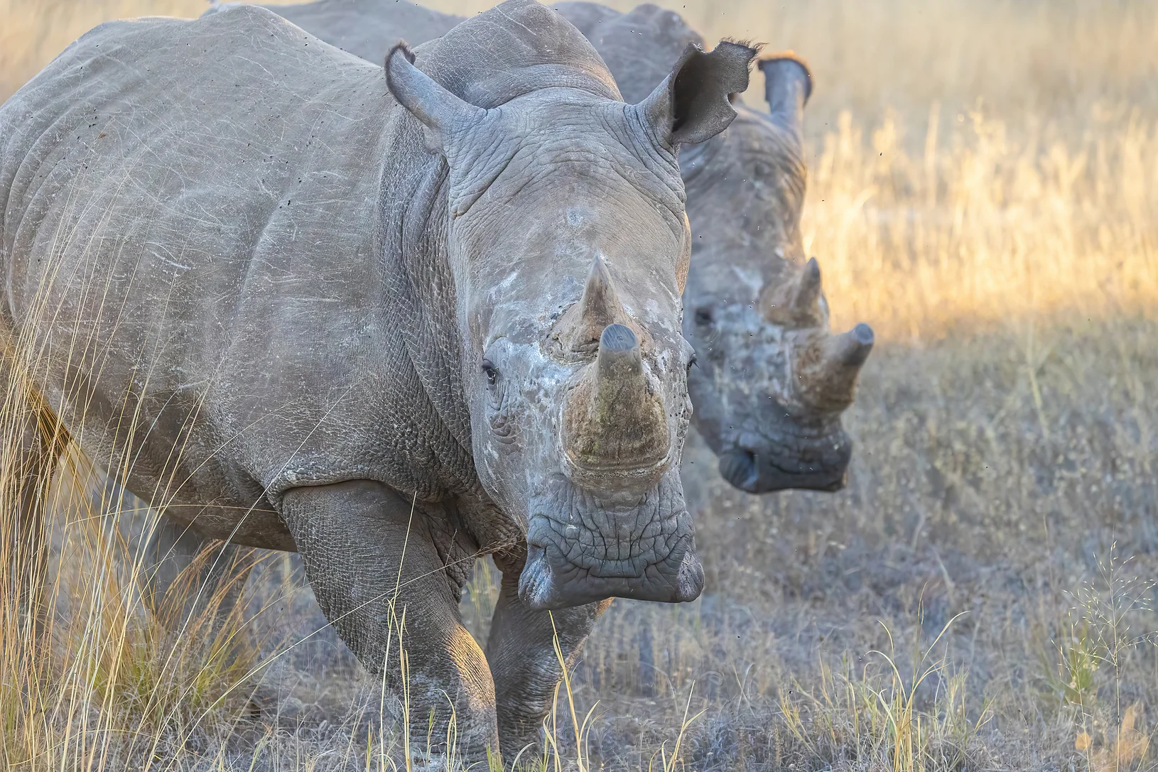 Visit the Community Rhino Conservation Initiative