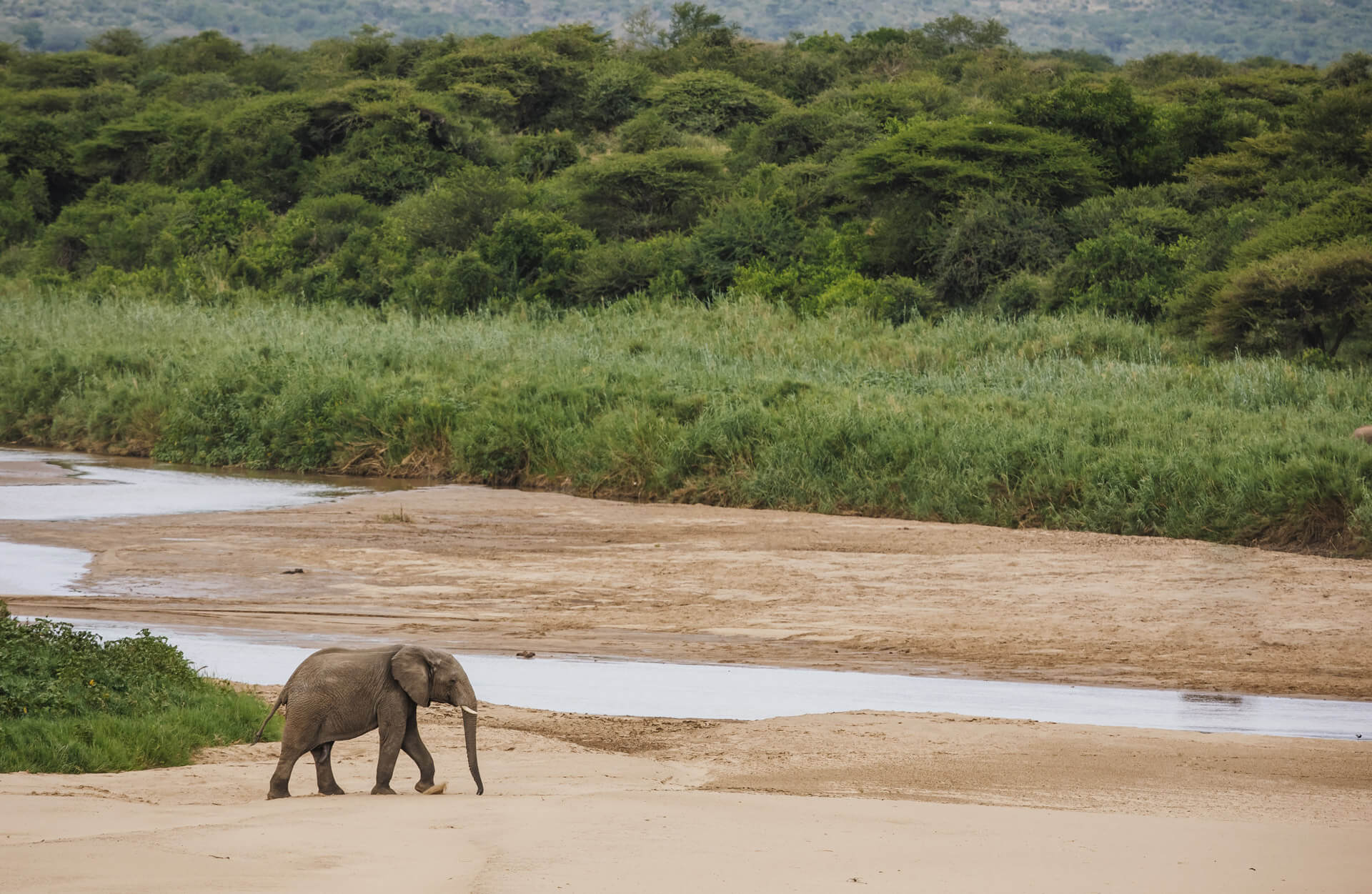Go on a walking safari in Imfolozi