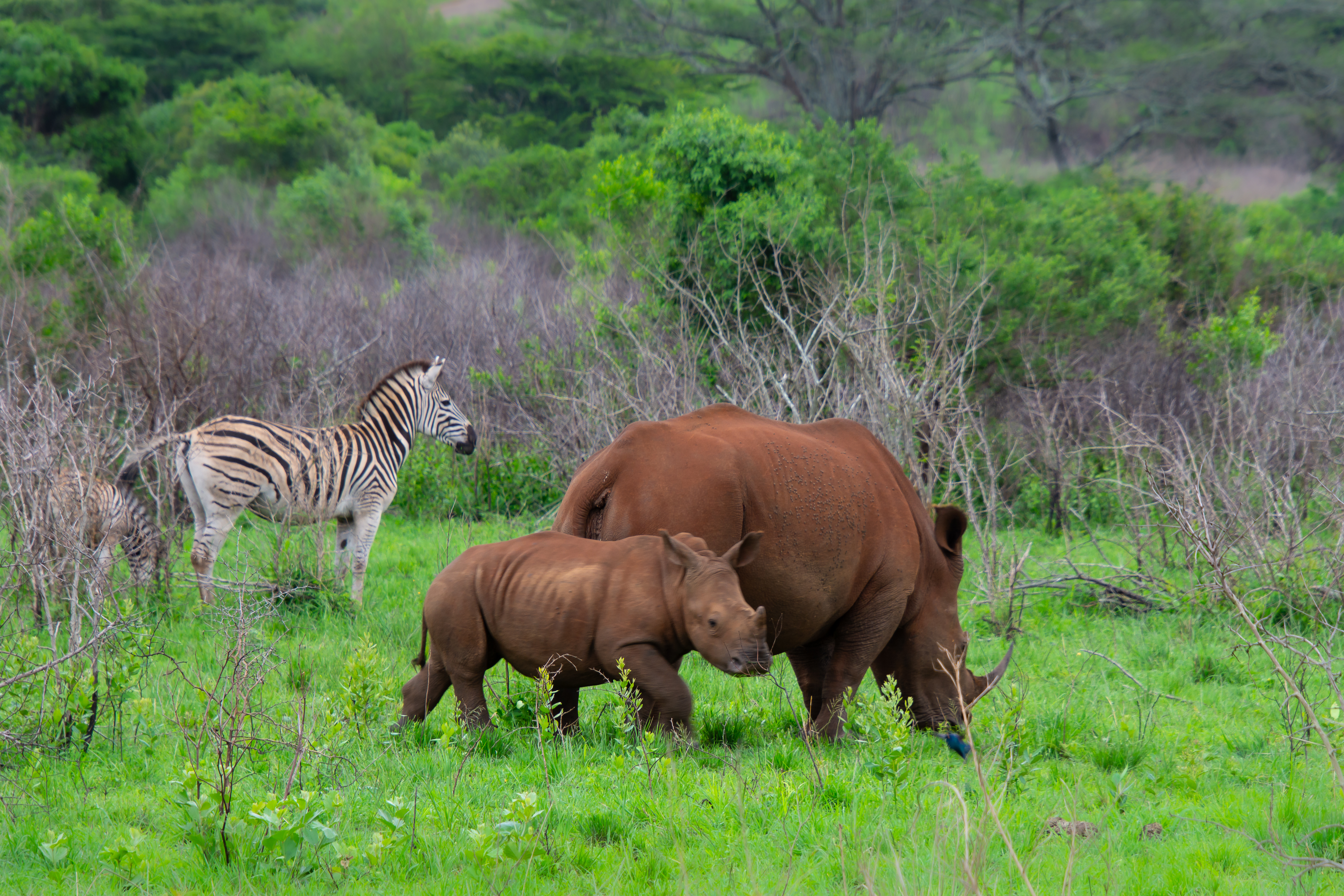 Kapama Private Game Reserve