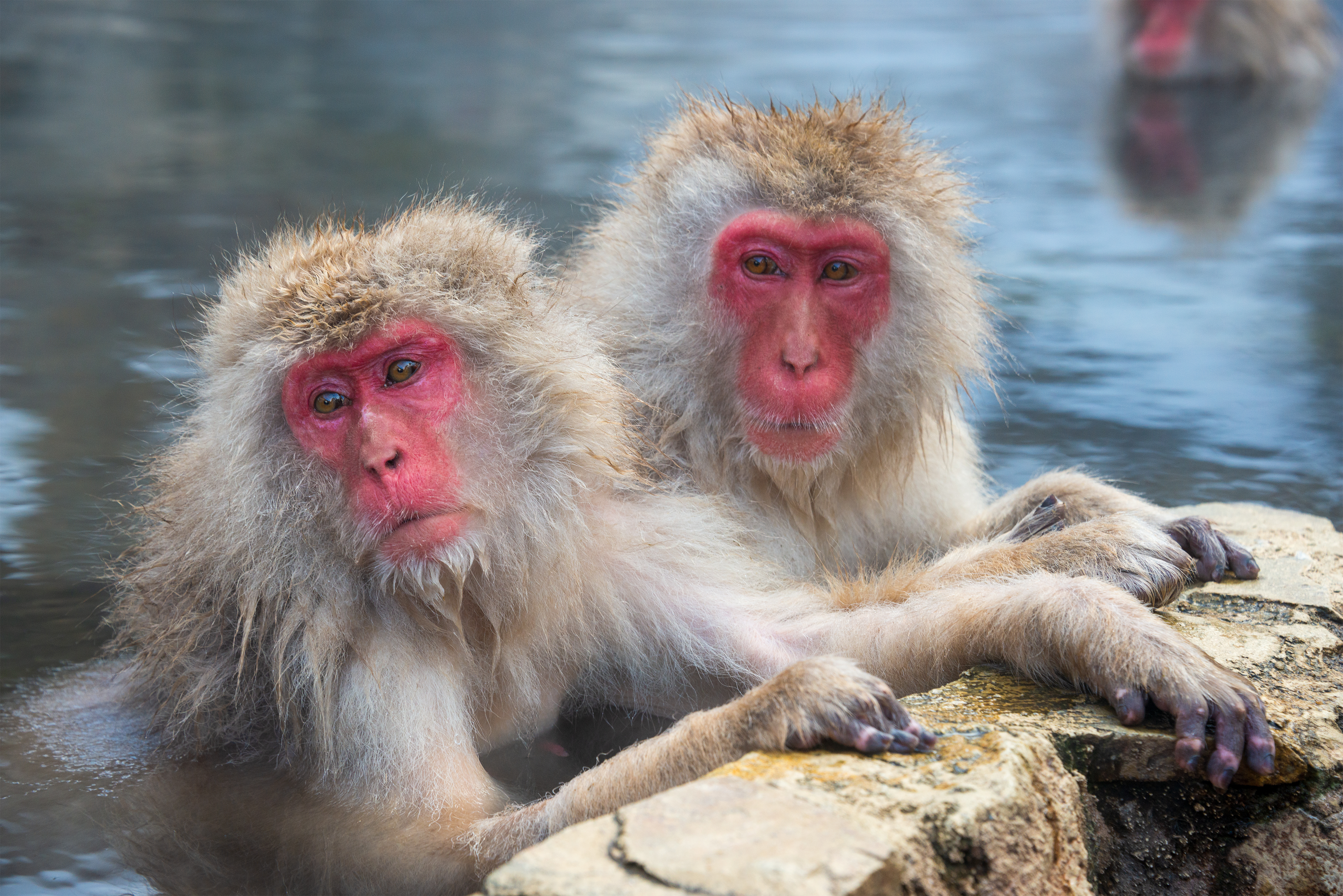 See Japanese monkeys bathing in the hot springs