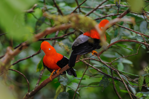 Try the "Cock of the Rock" nature walk