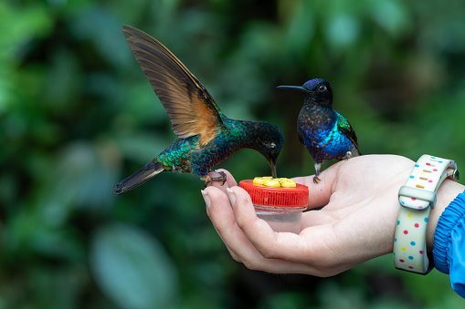 Half Day Excursion to the Hummingbird Paradise